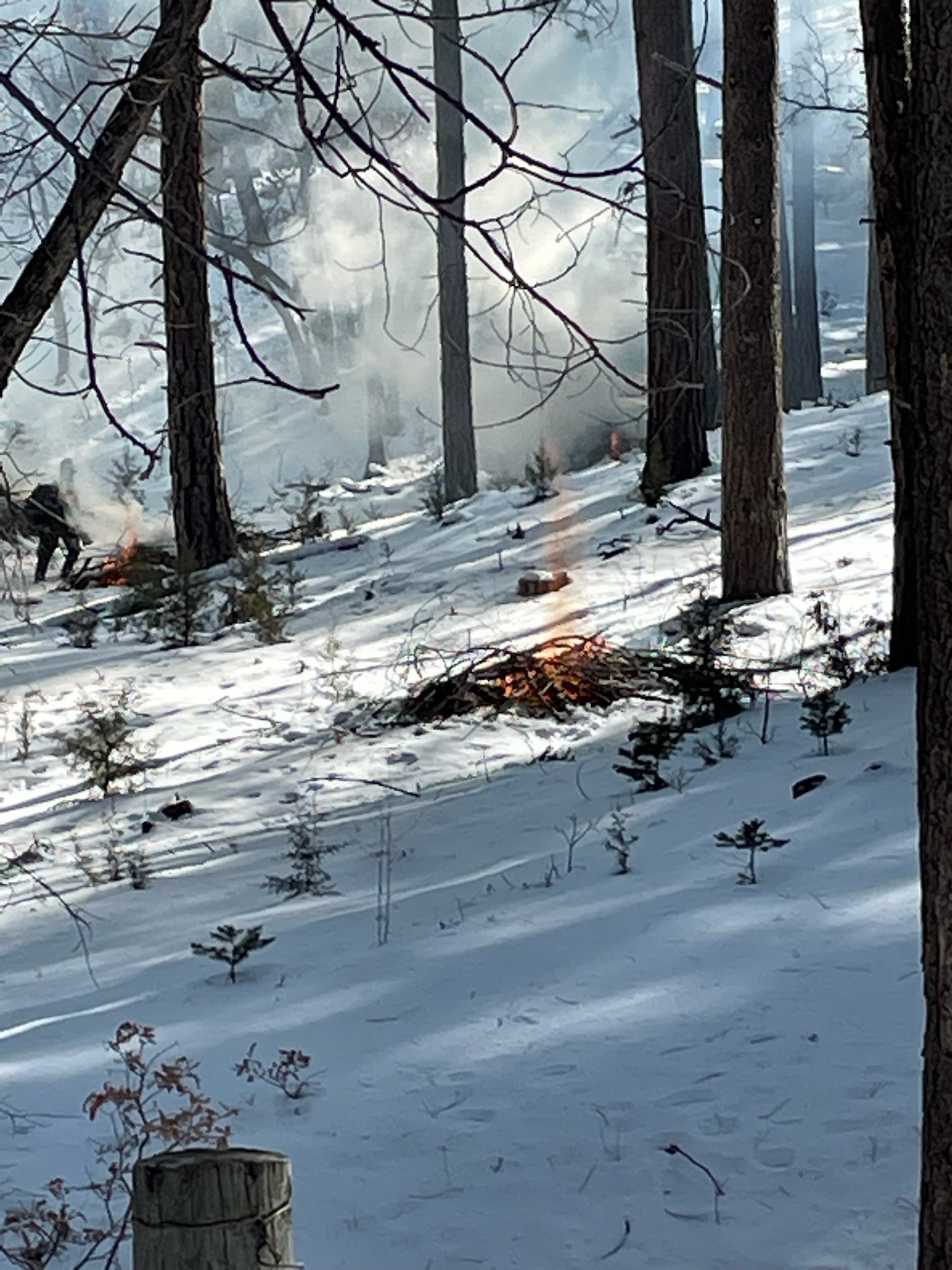 Pile burning to be conducted on Safford Ranger District