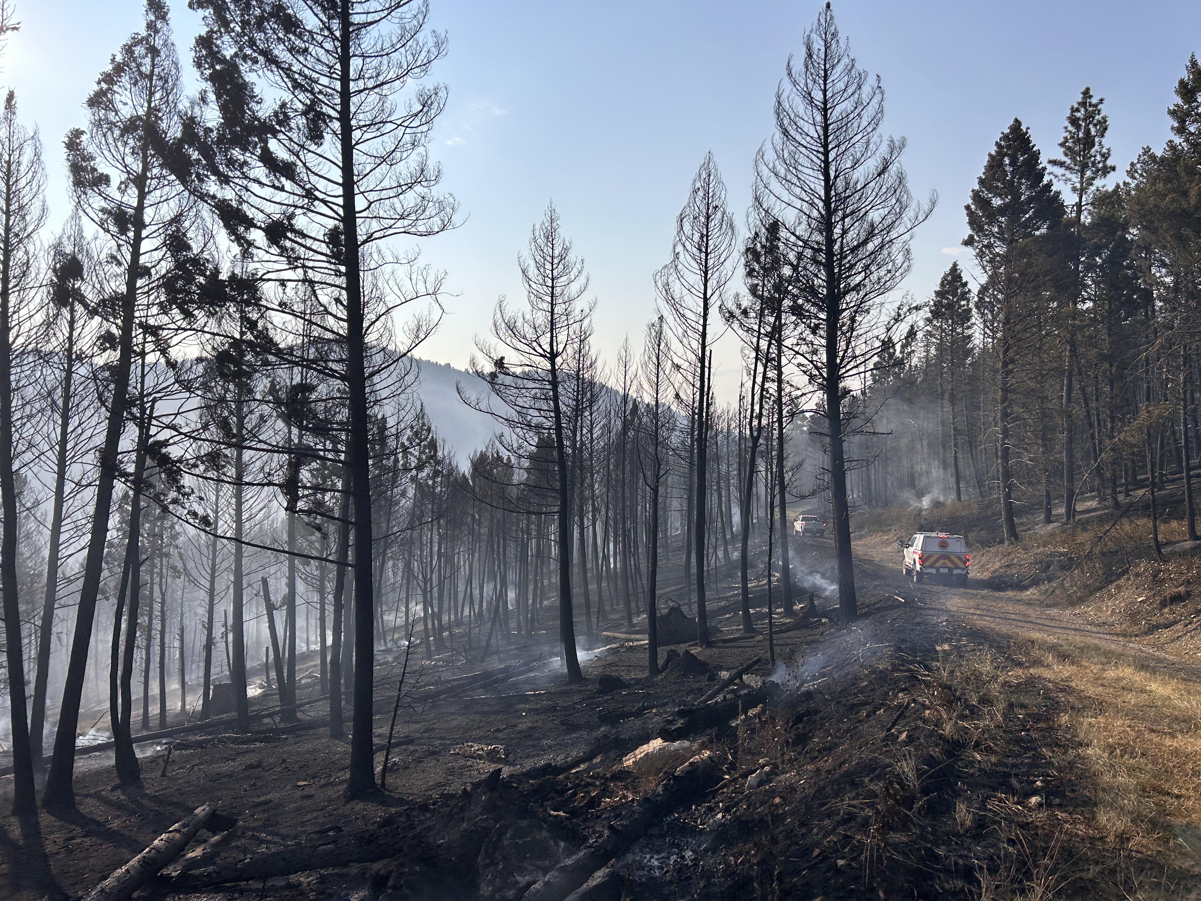 

						View of burned trees from Black Canyon Road on 8/11/12
			