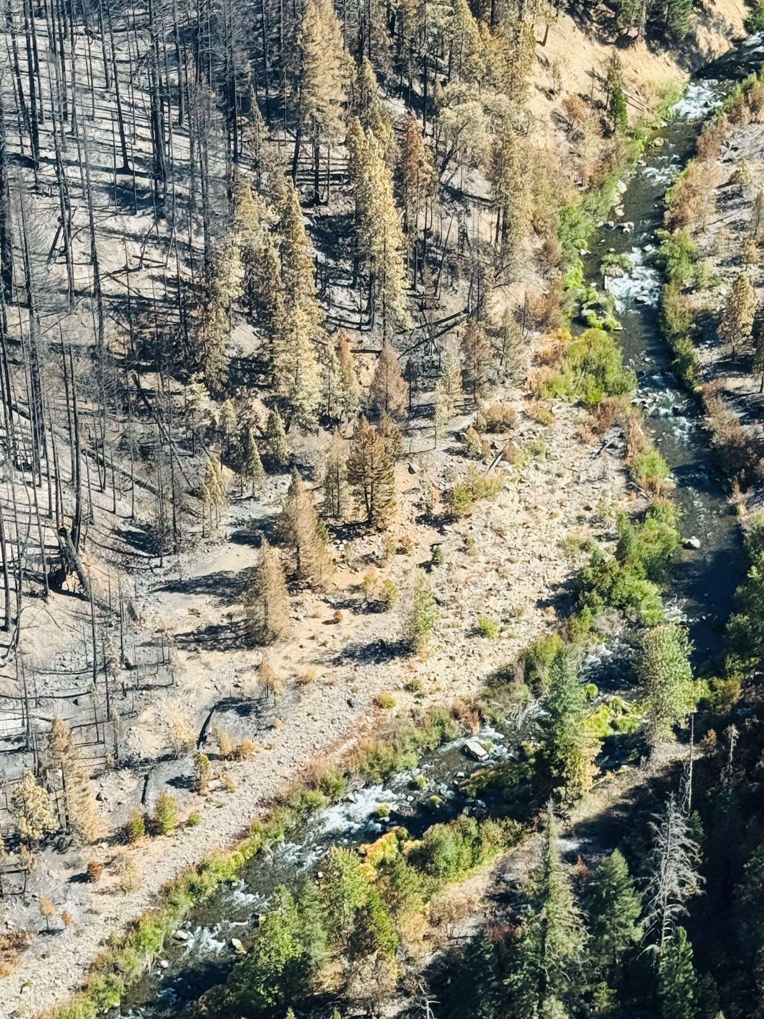 

						Aerial View of Mill Creek Riparian Area within Park Fire Perimeter on 8-22-24
			