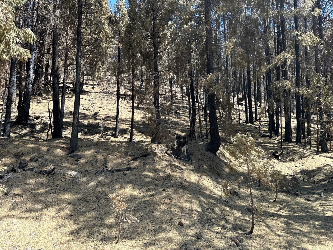 

						Needlecast_Patterson Creek_Shelly Fire.jpg
			