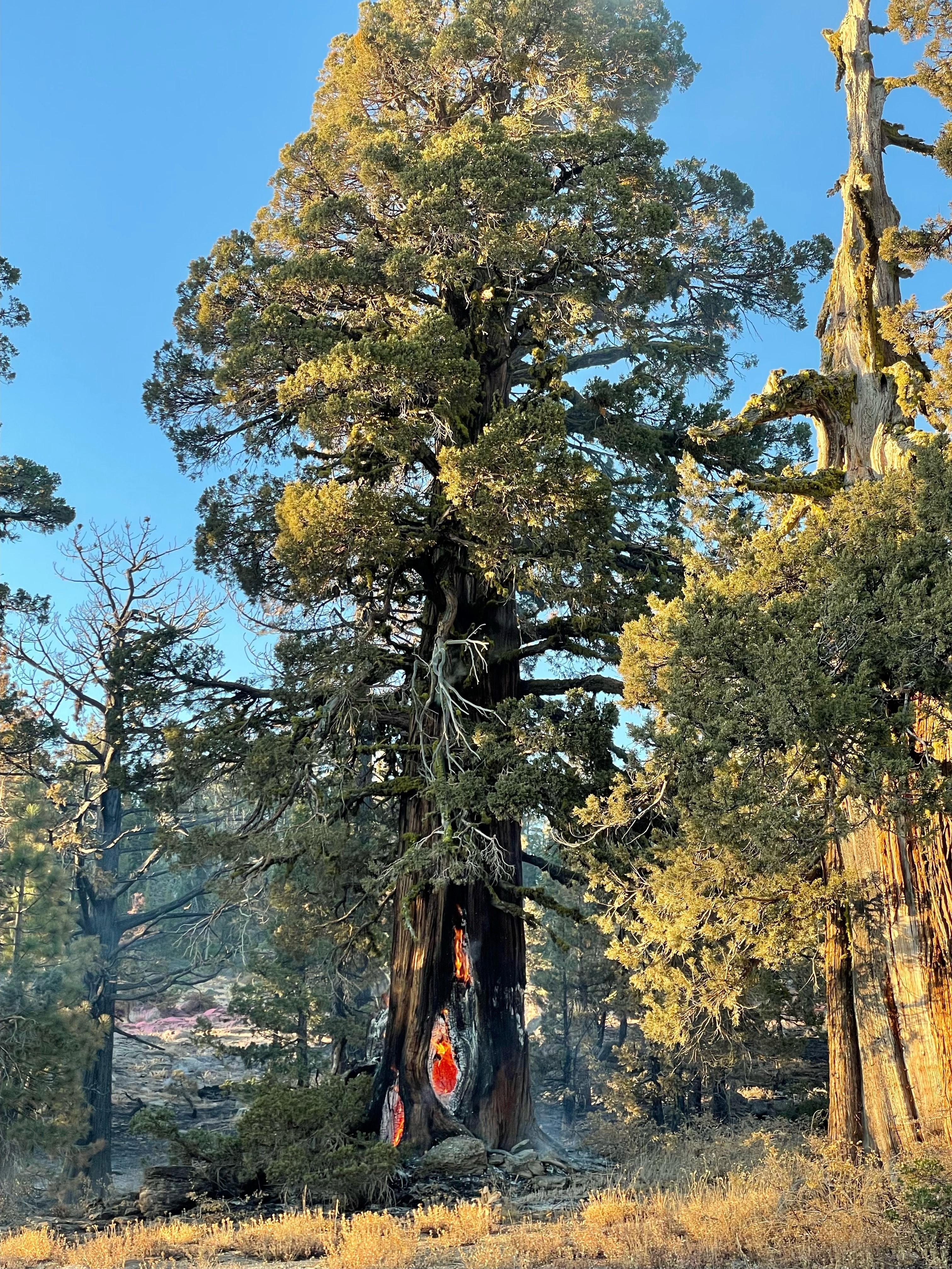 

						Western Juniper tree on fire. Peak Fire. October 11, 2024
			