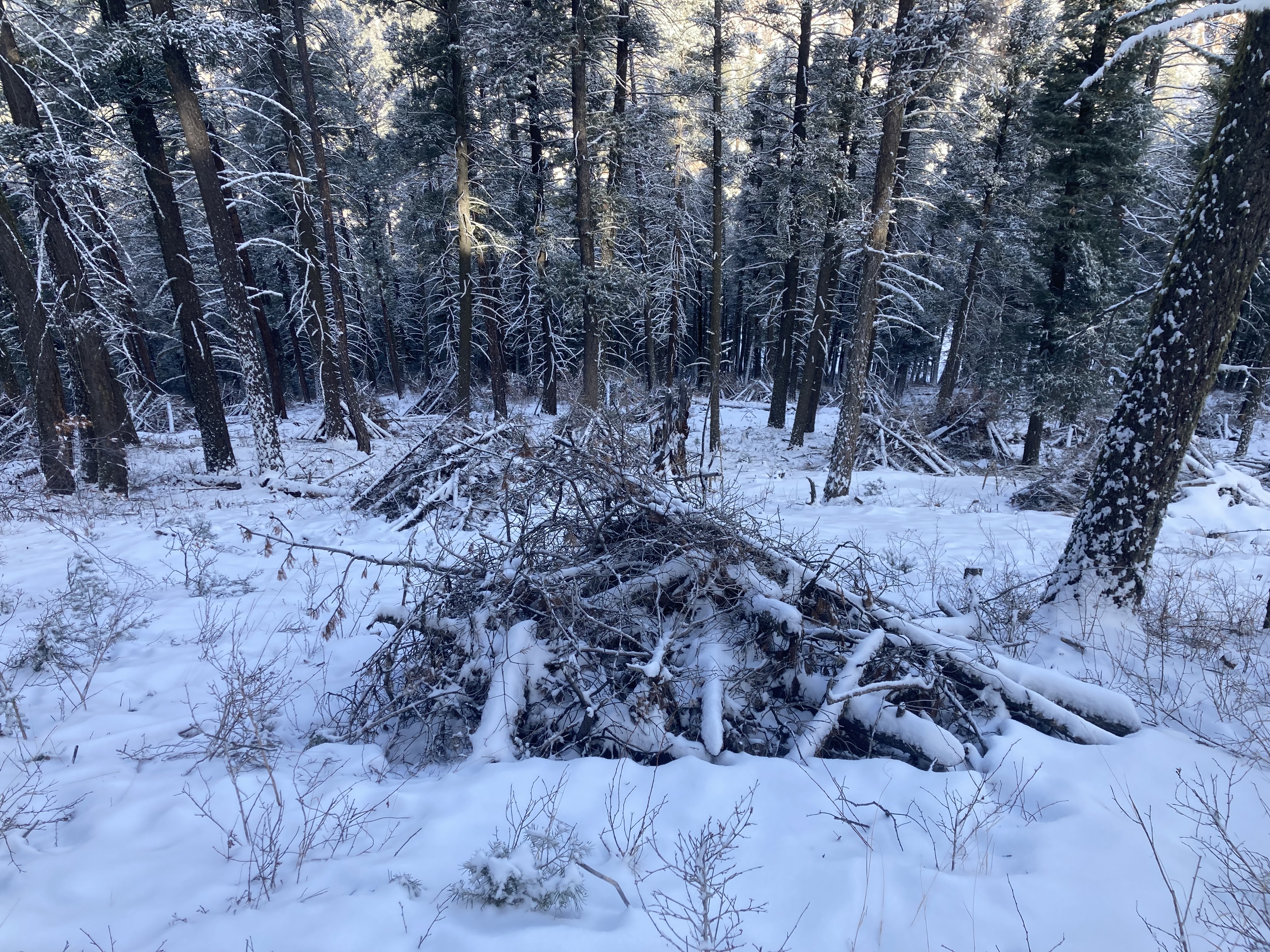 

						Hill Unit Prescribed Pile Burn_5.JPG
			