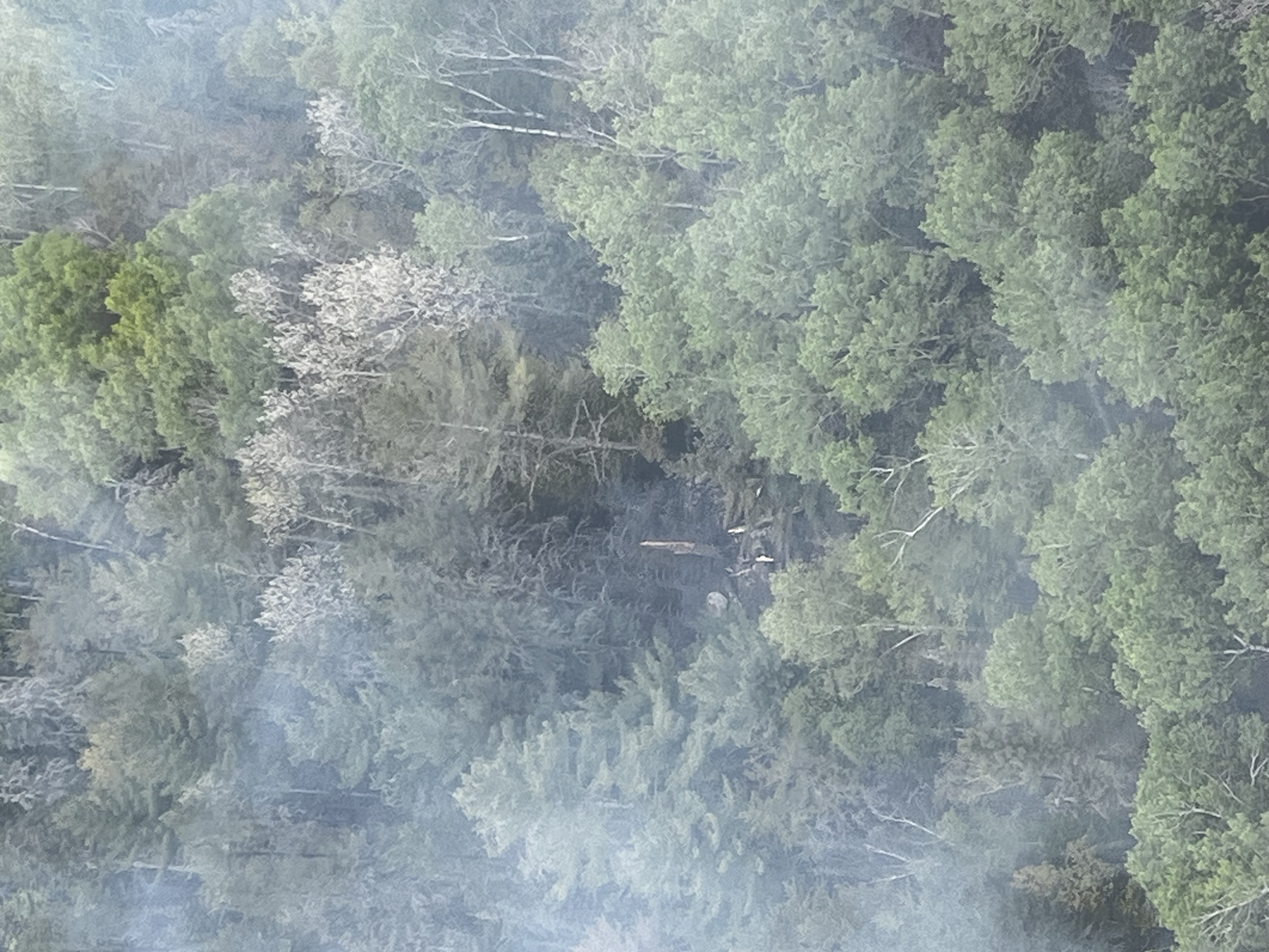 

						Lightning strike tree for the Horse River Fire, May 22, 2025
			