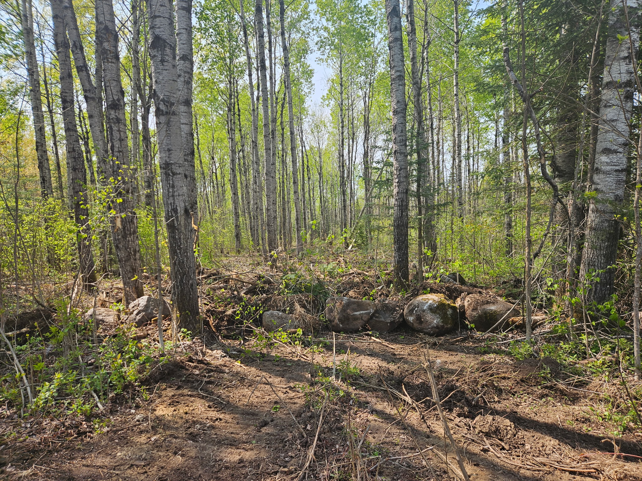 

						Suppression repair - placement of rocks and limbs
			