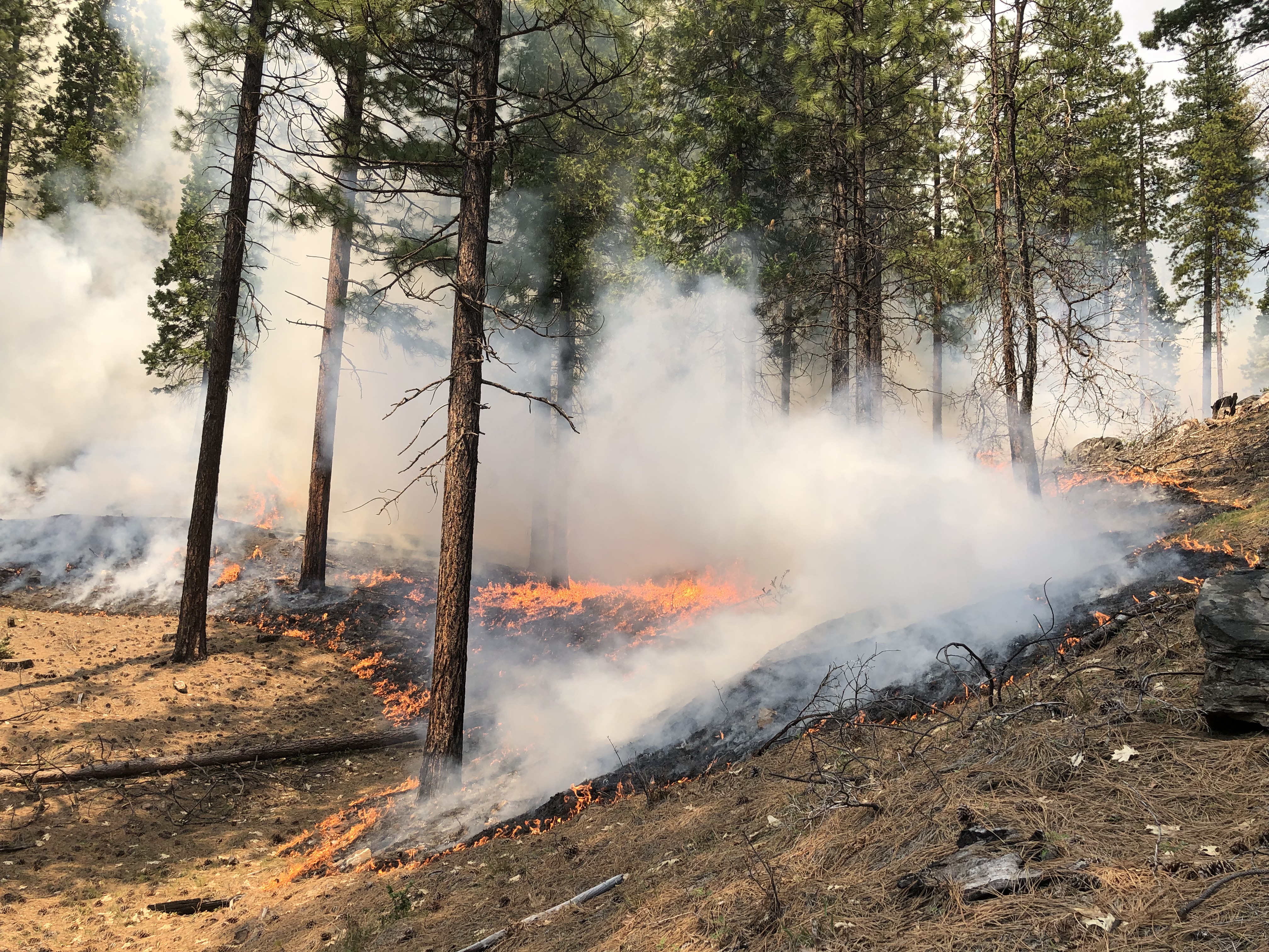







						Scott Bar Mountain Underburn, 2023
			


