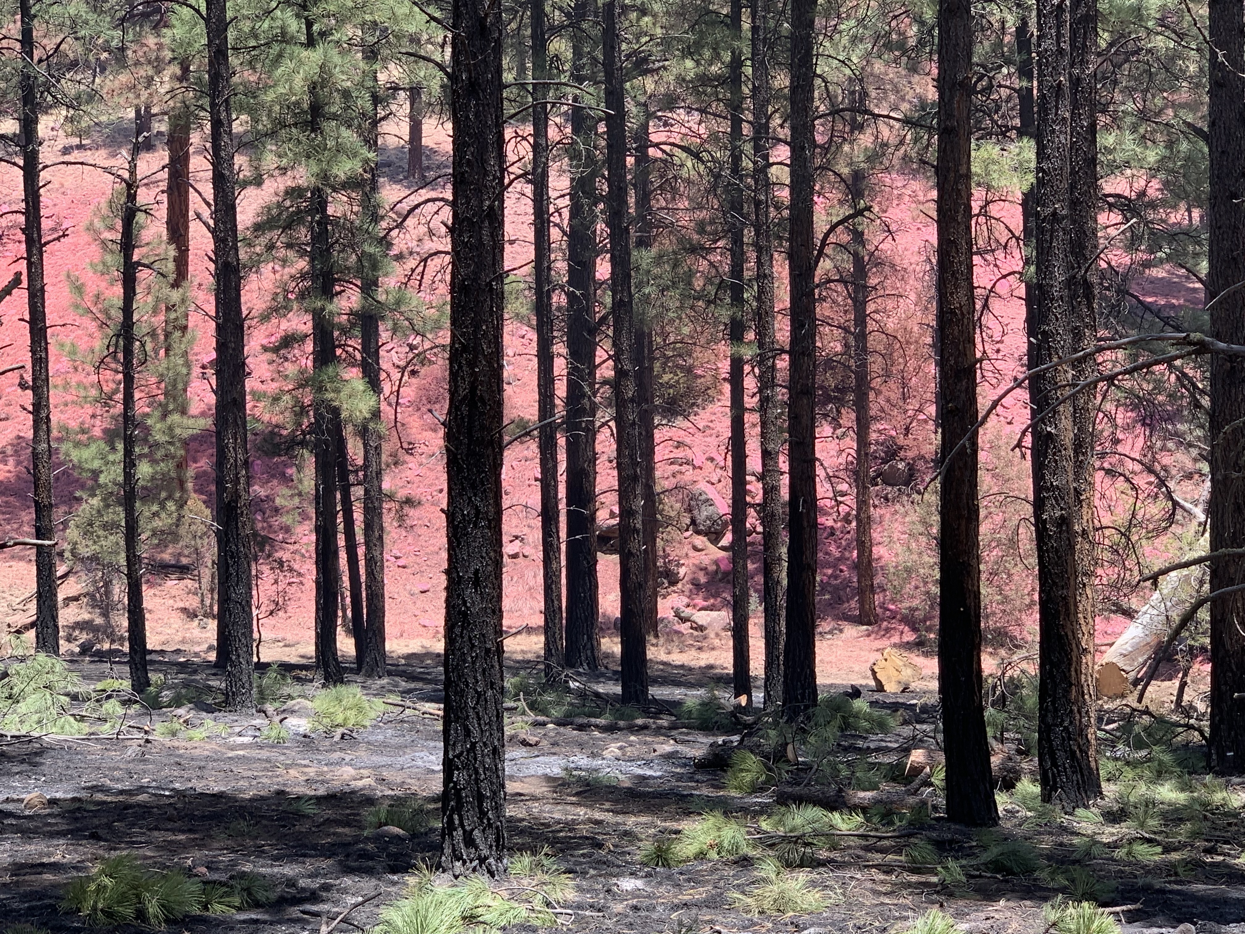 

						Ponderosa stand with fire retardant
			