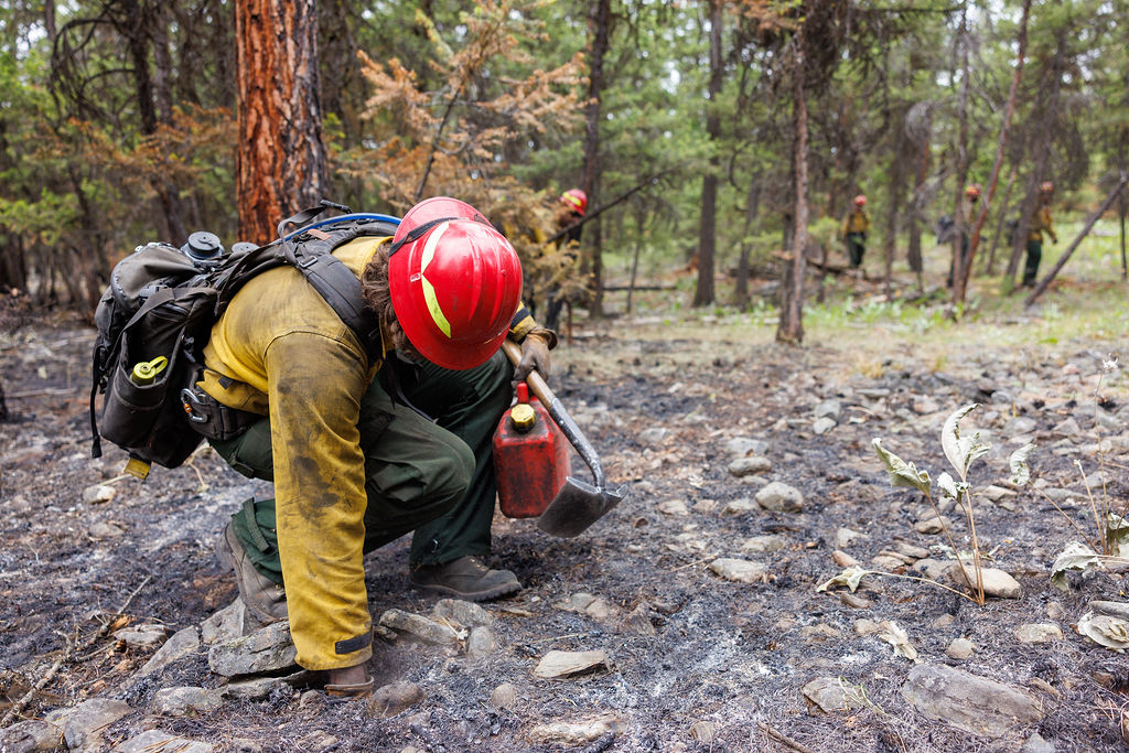 

						Cold trailing on the Banana Lake Fire
			
