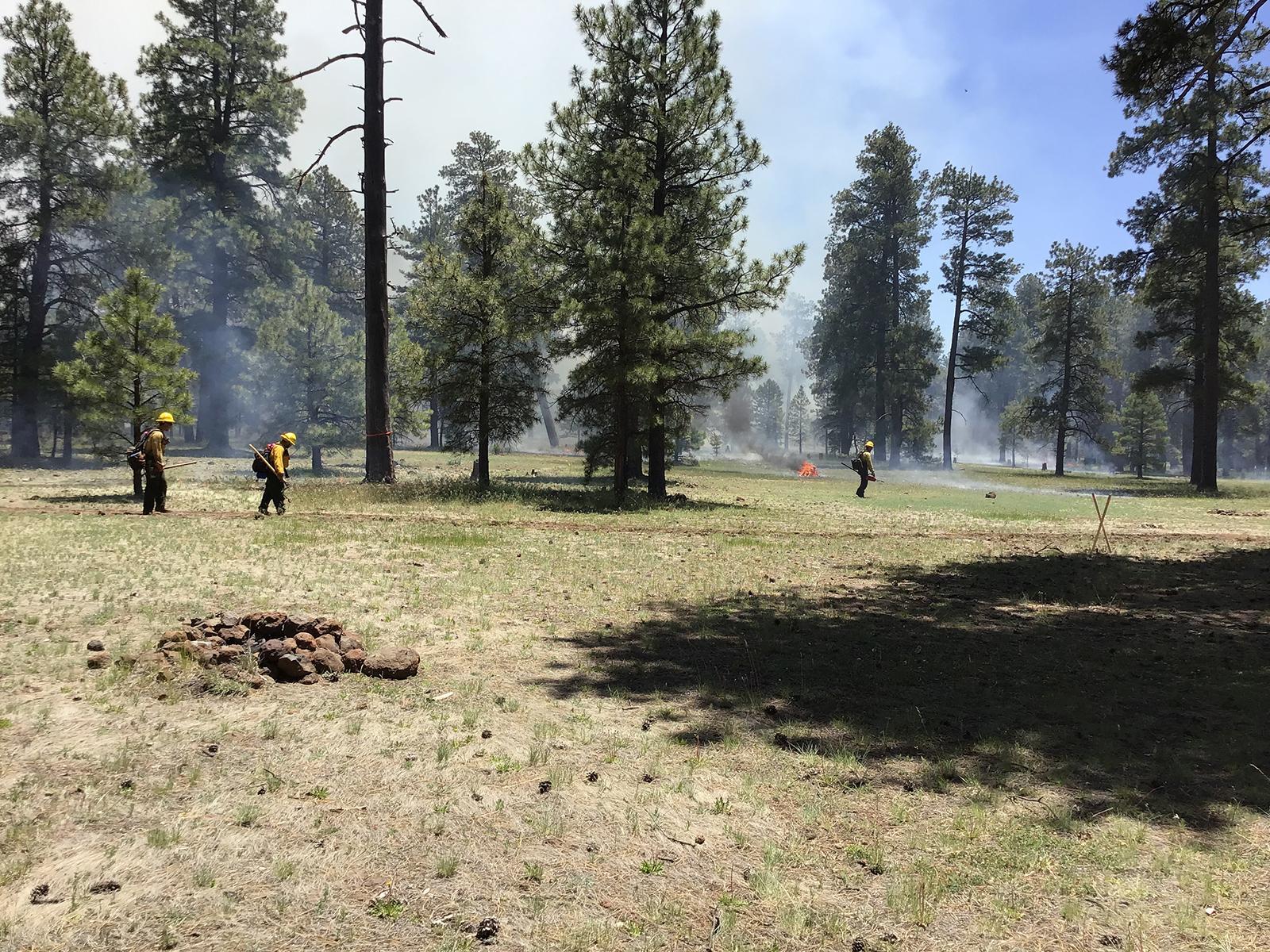 Firefighters lighting and monitoring the prescribed fire.