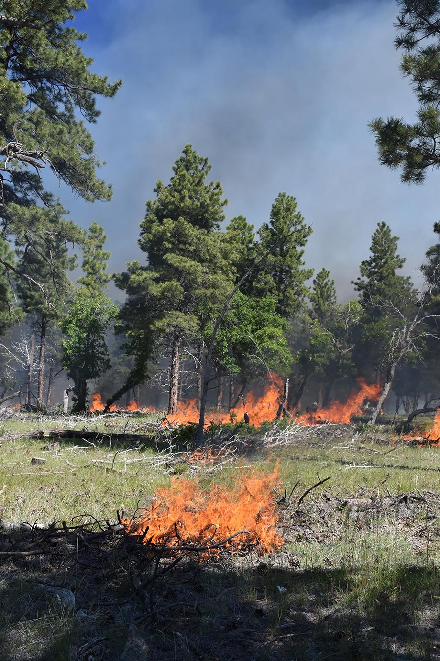 Initial fire ignitions on dead & down trees