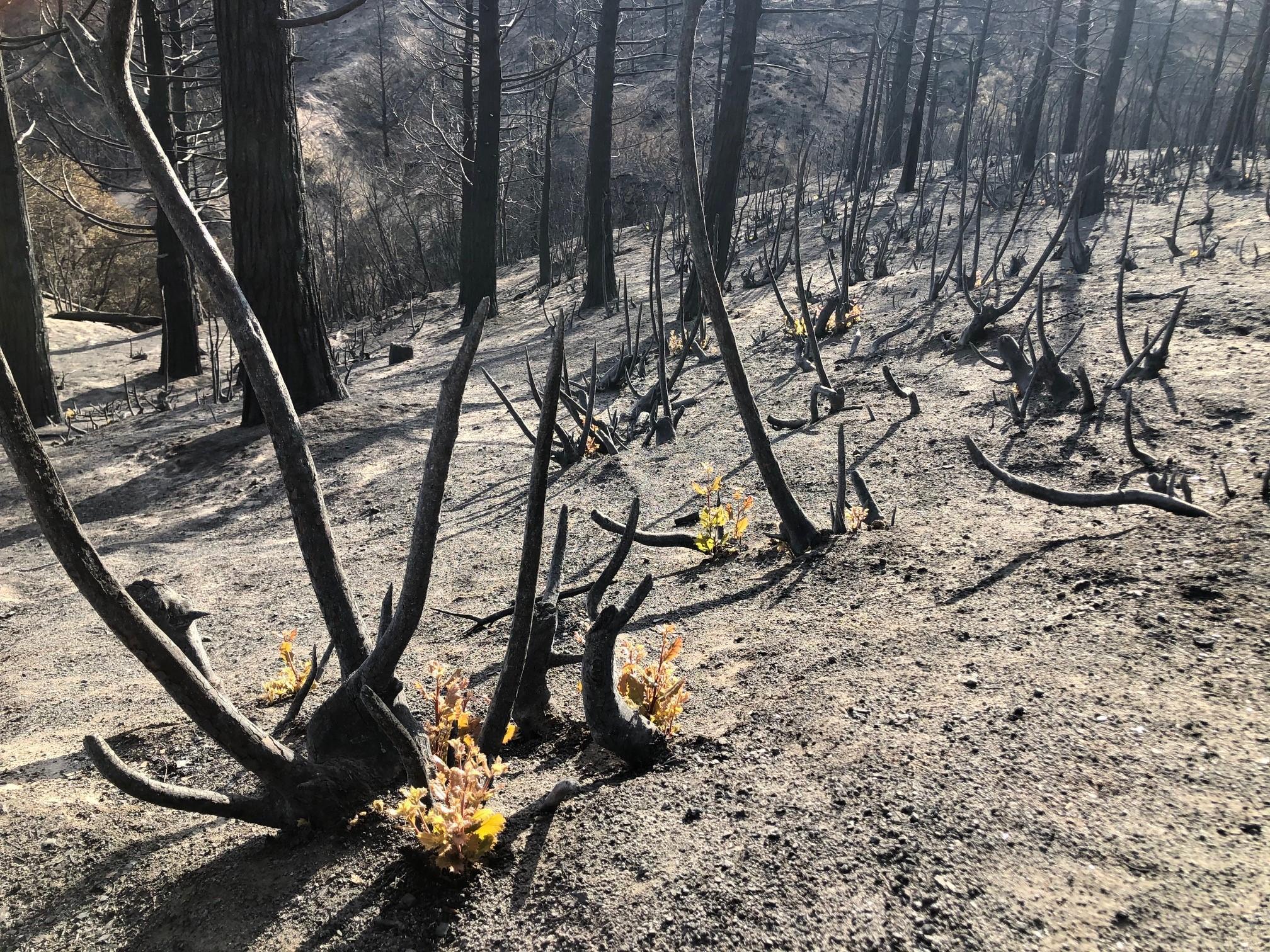 Photo Showing New Vegetation Growth in Lake Burn Area