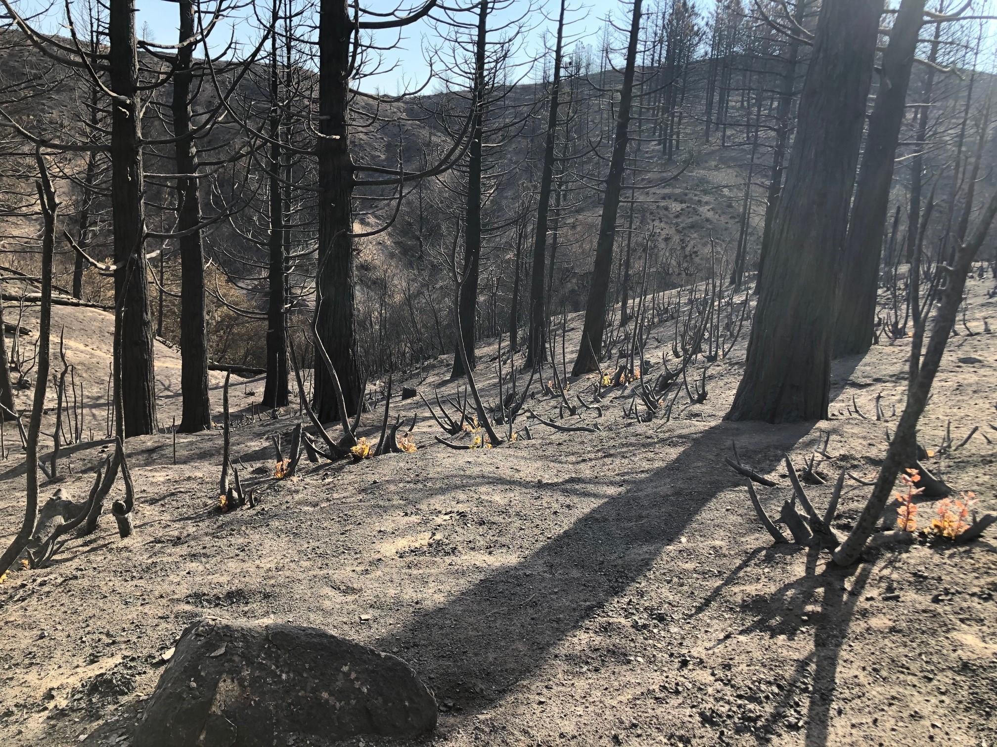 Photo Showing Sprouting of New Vegetation in Lake Burn Area