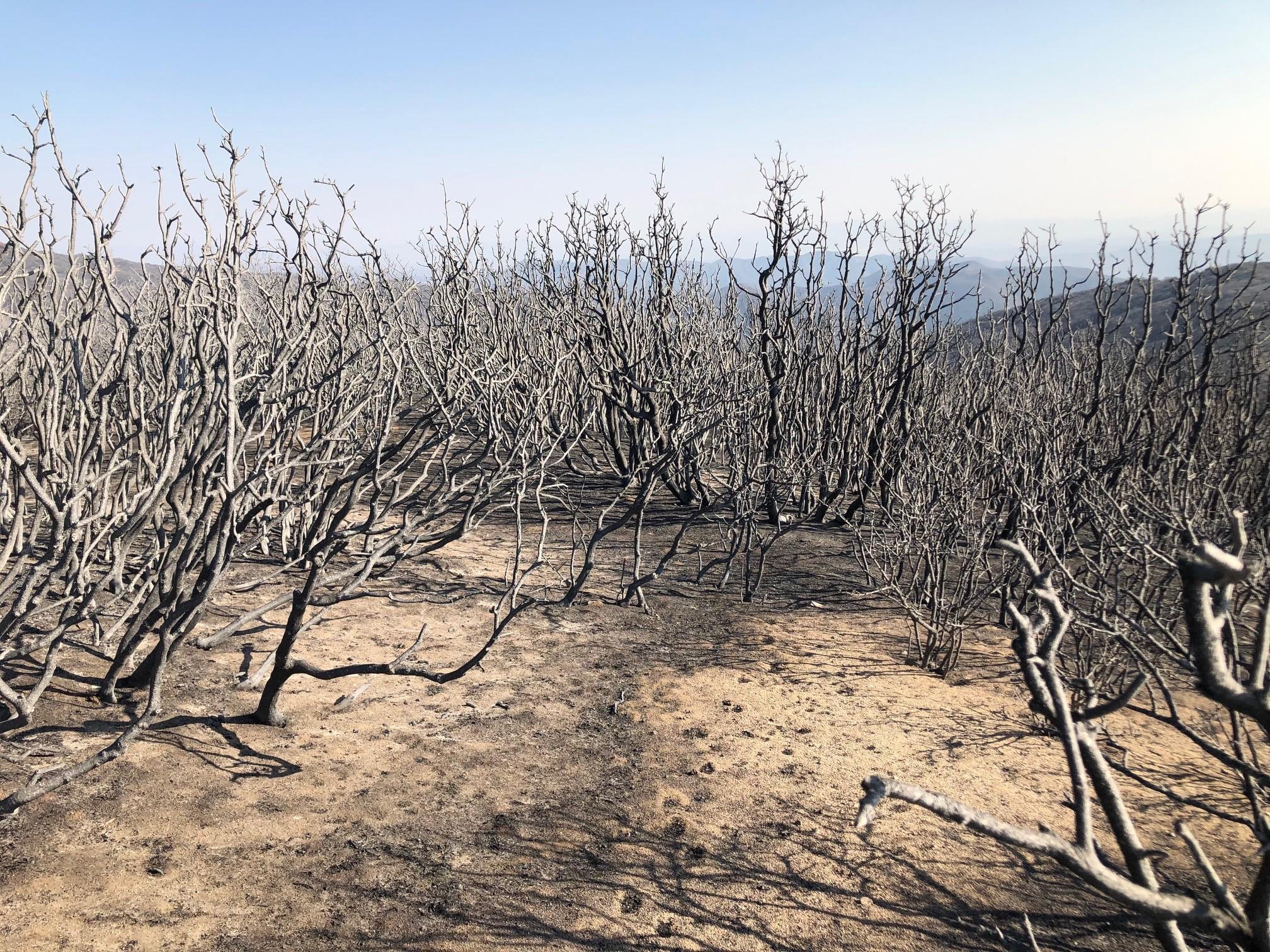 Photo Showing Burned Vegetation in Lake Burn Area