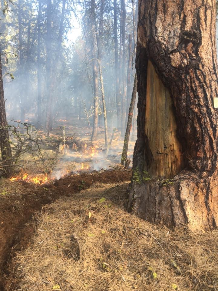 Low burning fire, set amongst timbered area with Ponderosa Pine in foreground. Part of the Marshall Devine Unit B project.