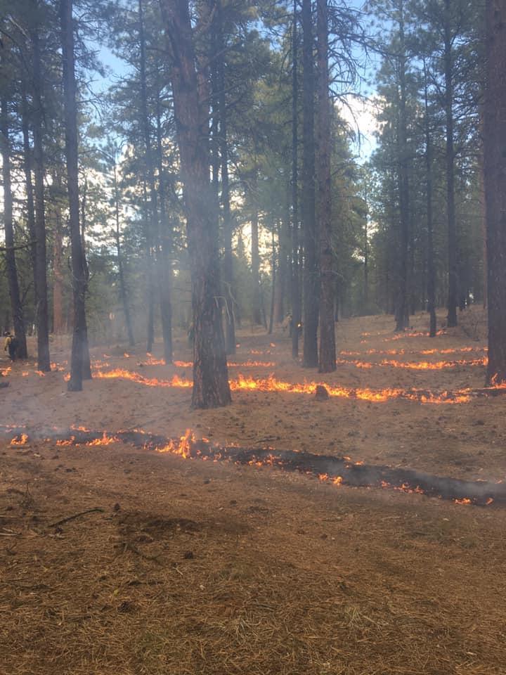 Low burning flames reducing the ground fuels.  The flames are burning along the ground amongst Ponderosa Pine.