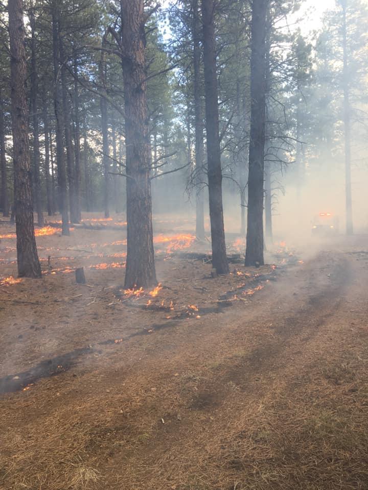 Low burning flames, traveling amongst Ponderosa Pine trees dirt road in the right forground and barely visible on the far right hand side amongst the light smoke, wildland fire engine.