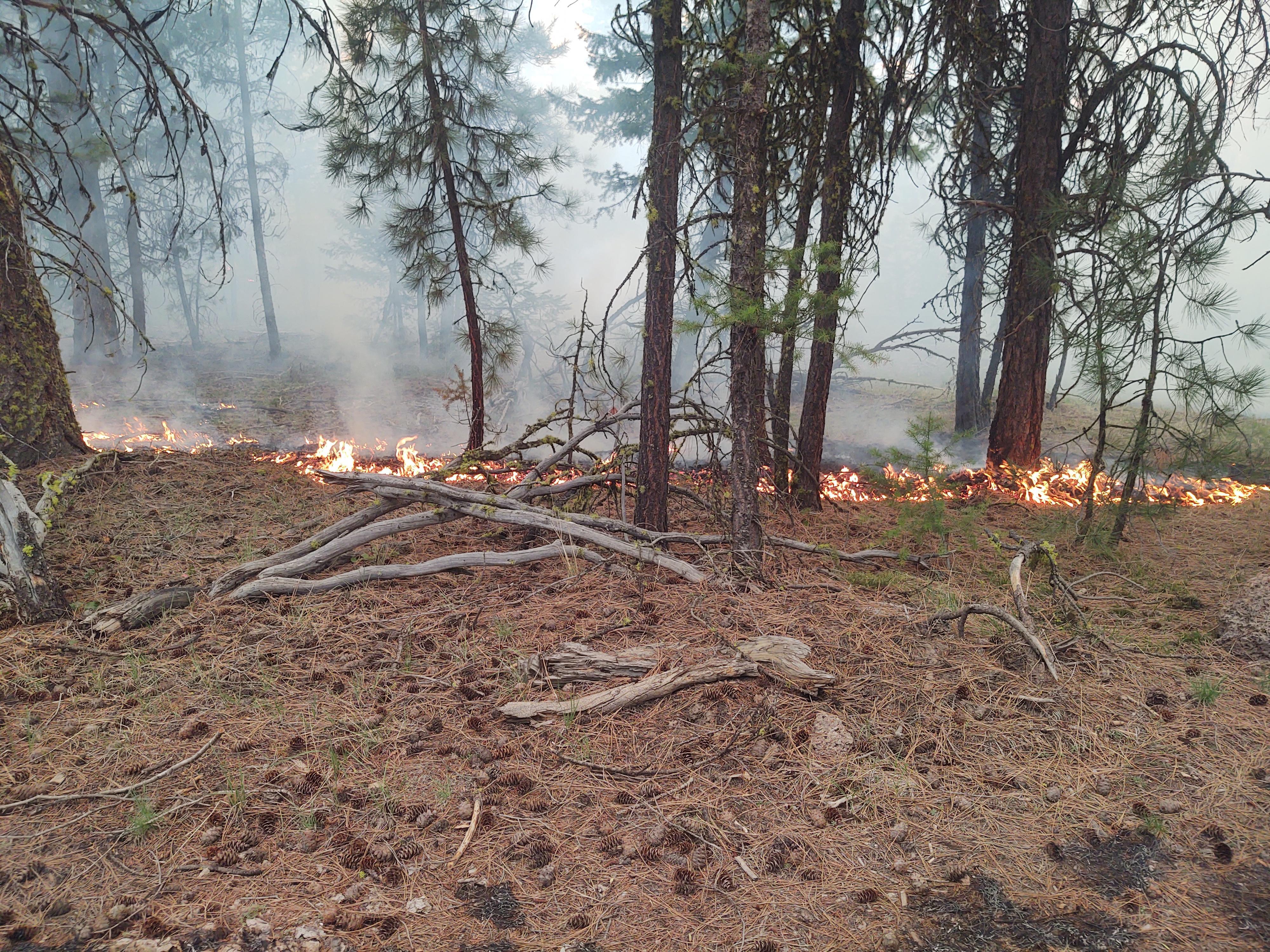 Low burning flames, slowly moving across the ground in a forested area. 