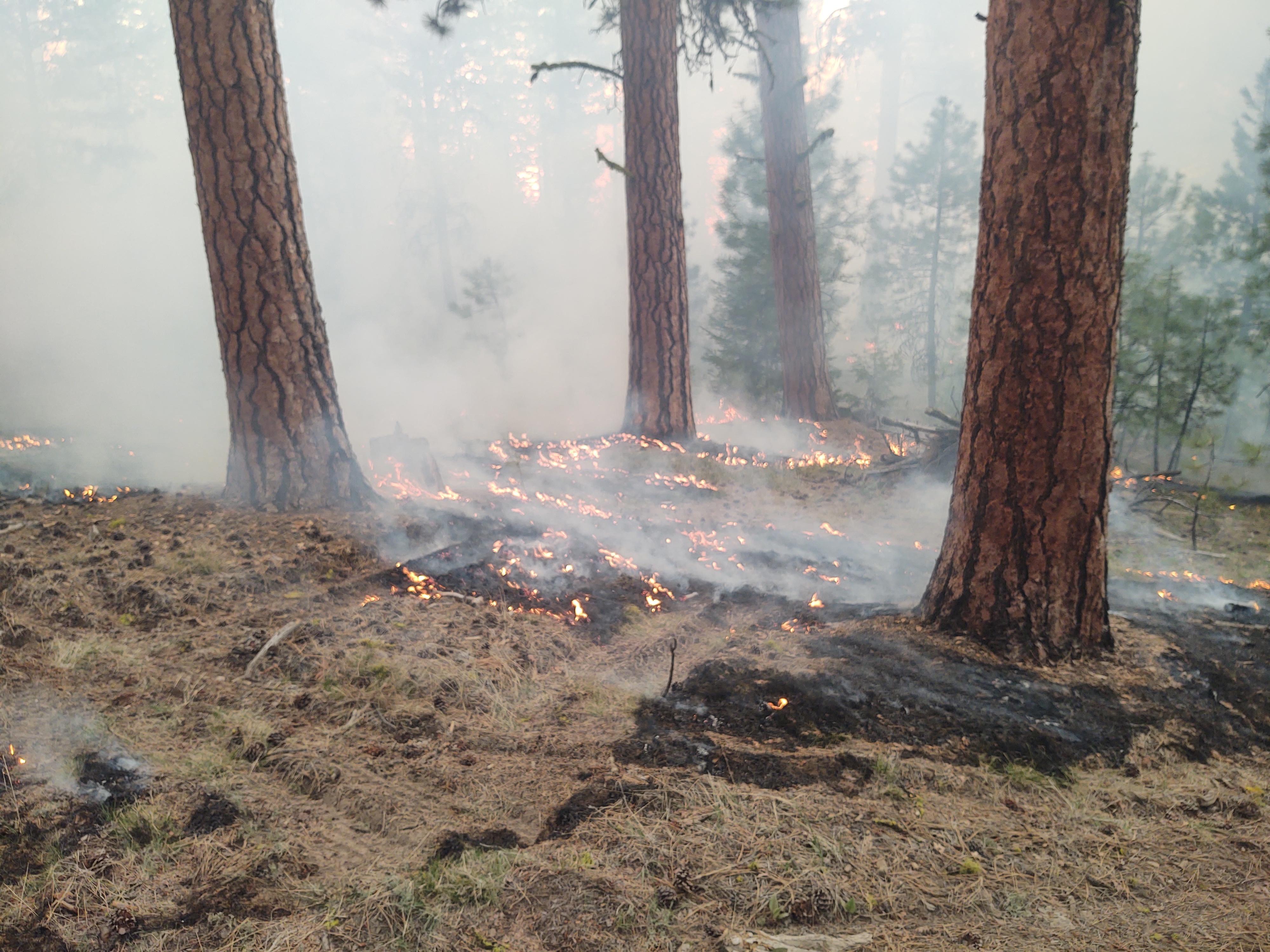 Low burning flame, near the ground amongst Ponderosa Pine trees. 
