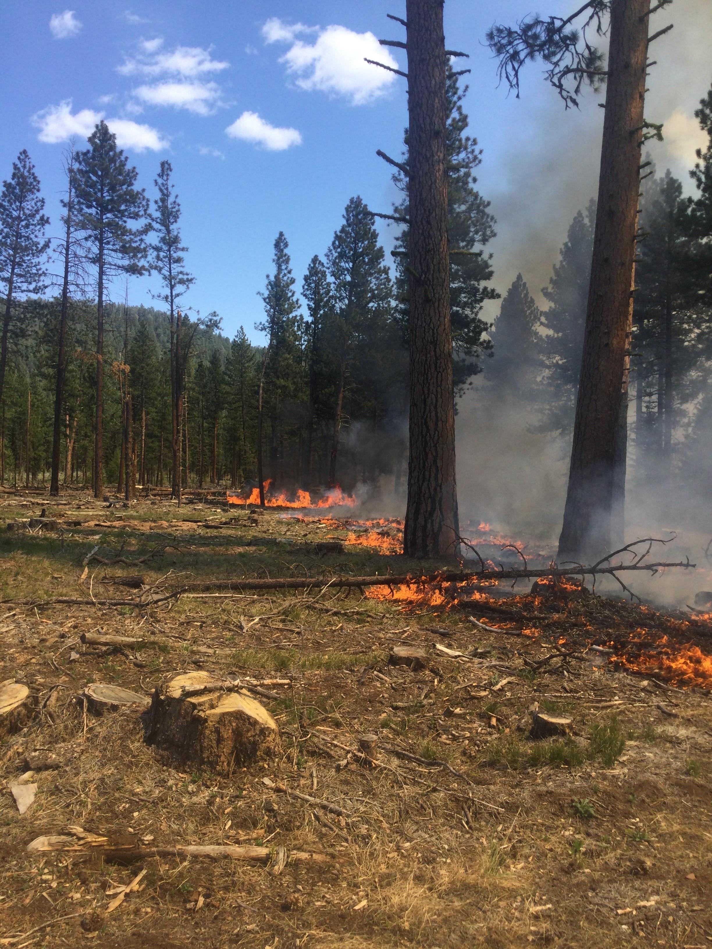 Low burning flame amongst Ponderosa Pines on the Elk 16 C unit.
