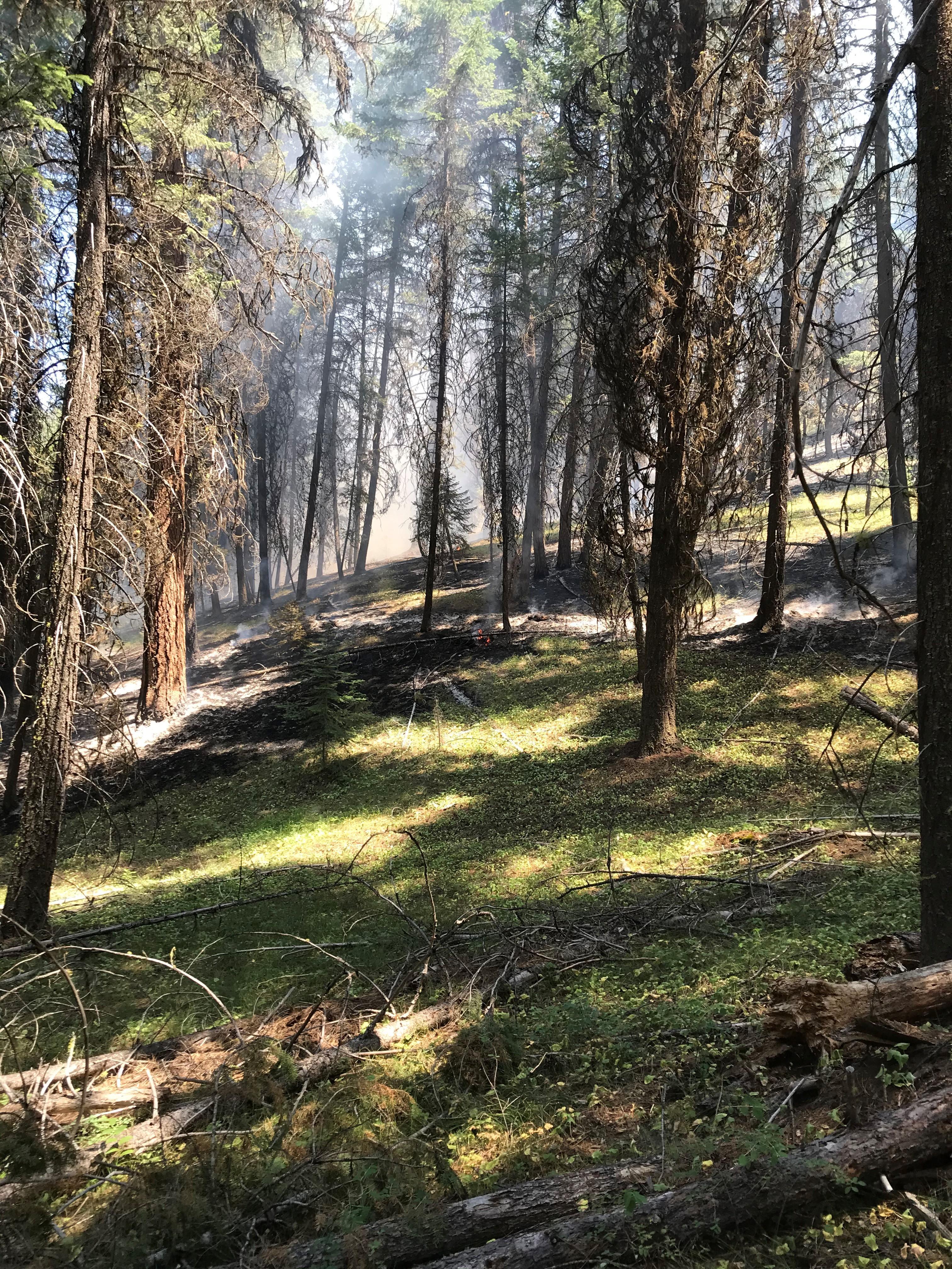 Image of low burning fire activity in the Murderers Creek 6 Prescribed Fire Operations Unit.