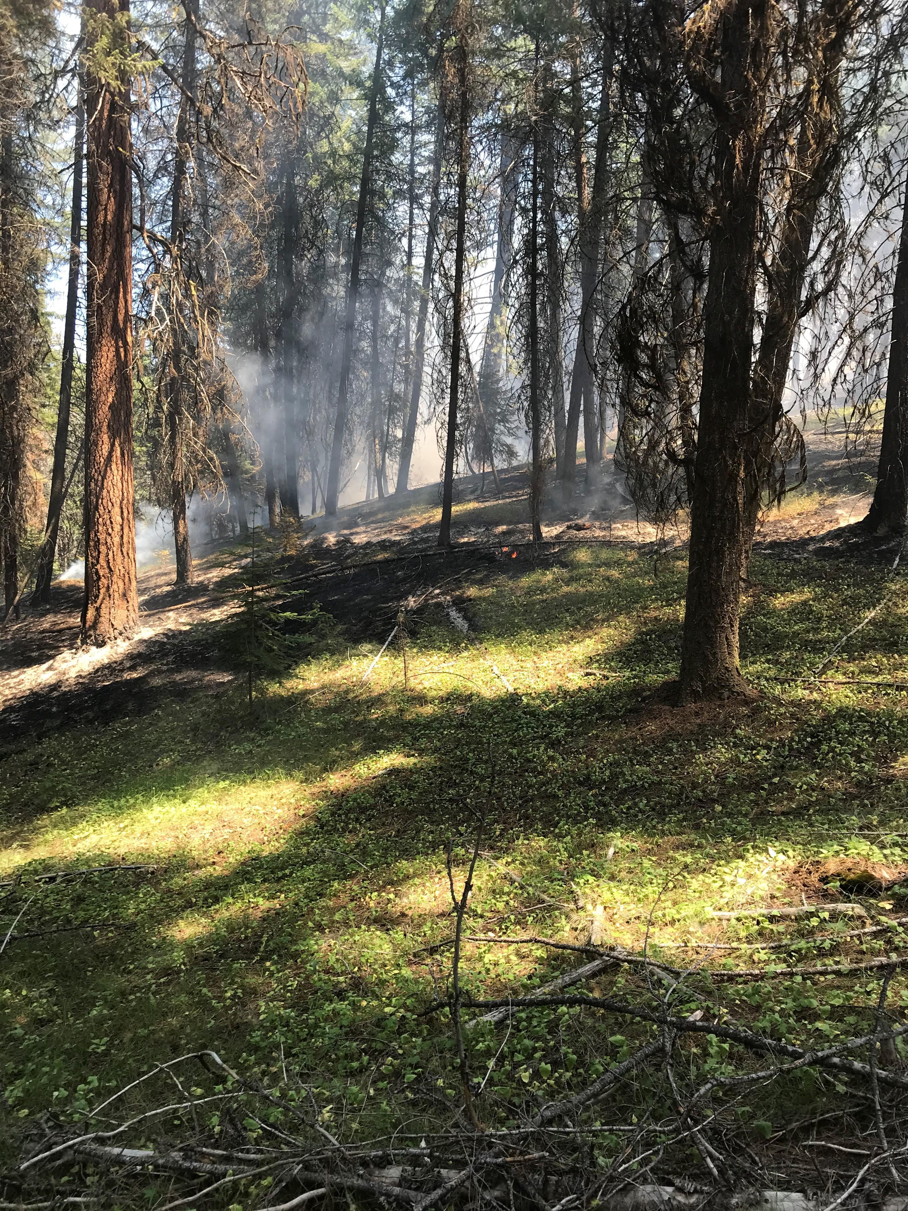 Image of low burning fire activity in the Murderers Creek 6 Prescribed Fire Operations Unit.