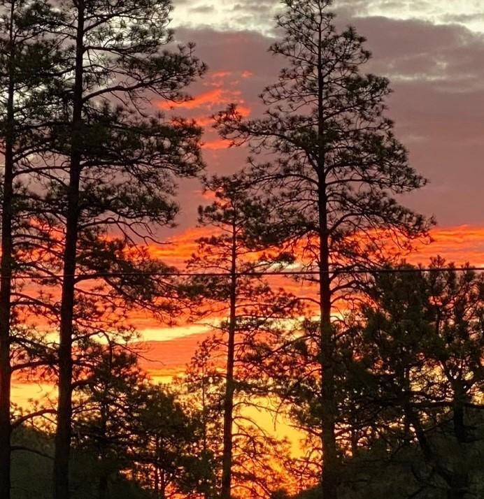 Fire Orange Sunrise behind sillouette of pines