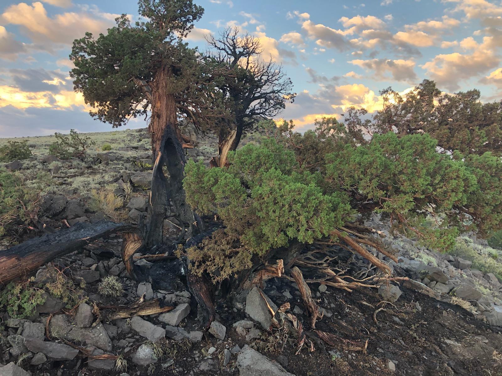 Murphy Fire Photo This photo shows a lightning struck Juniper tree. There's also a small amount of burned ground surrounding the tree.