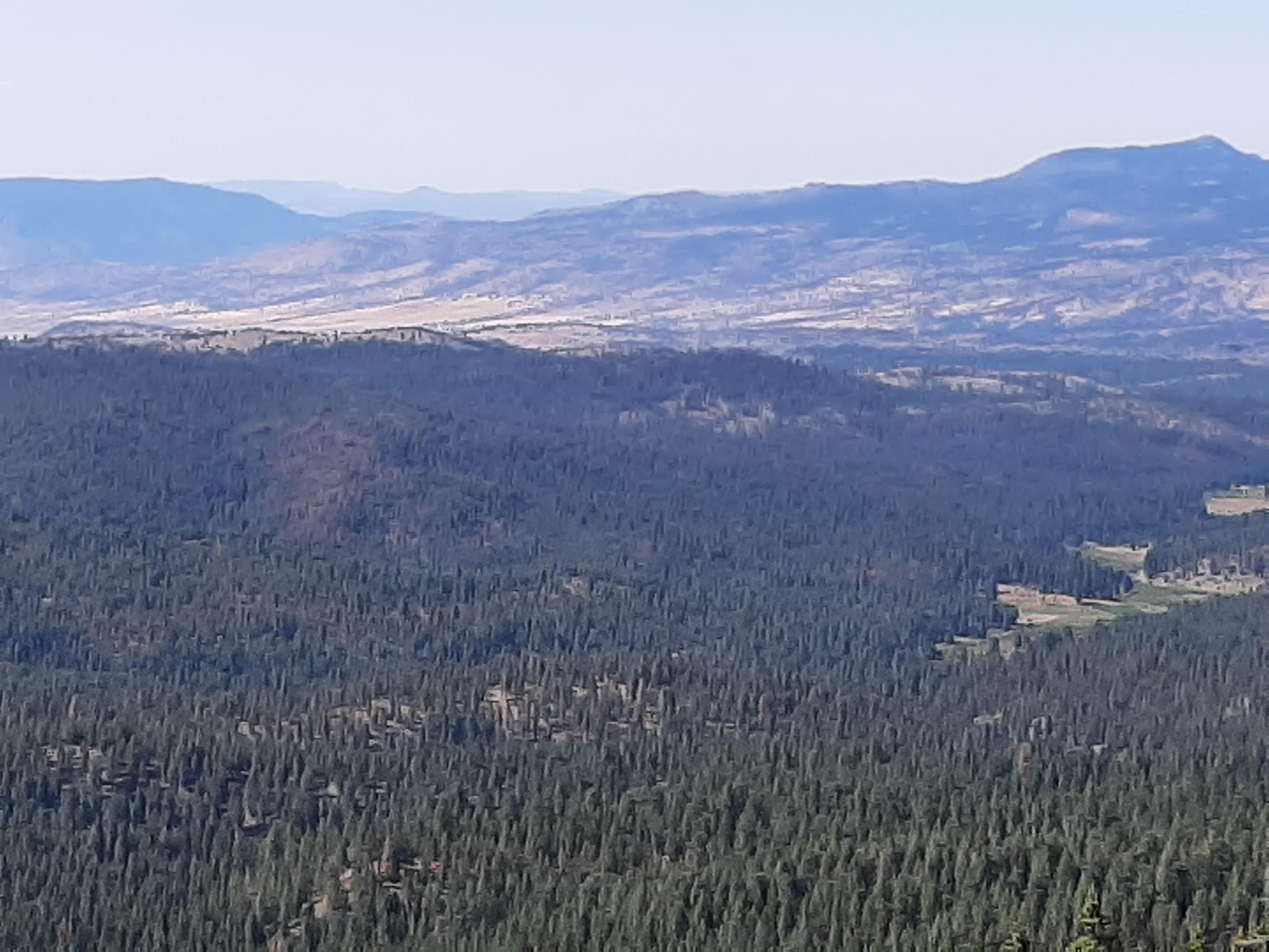 Image of the area of the Murderers Creek 6 prescribed fire area. 