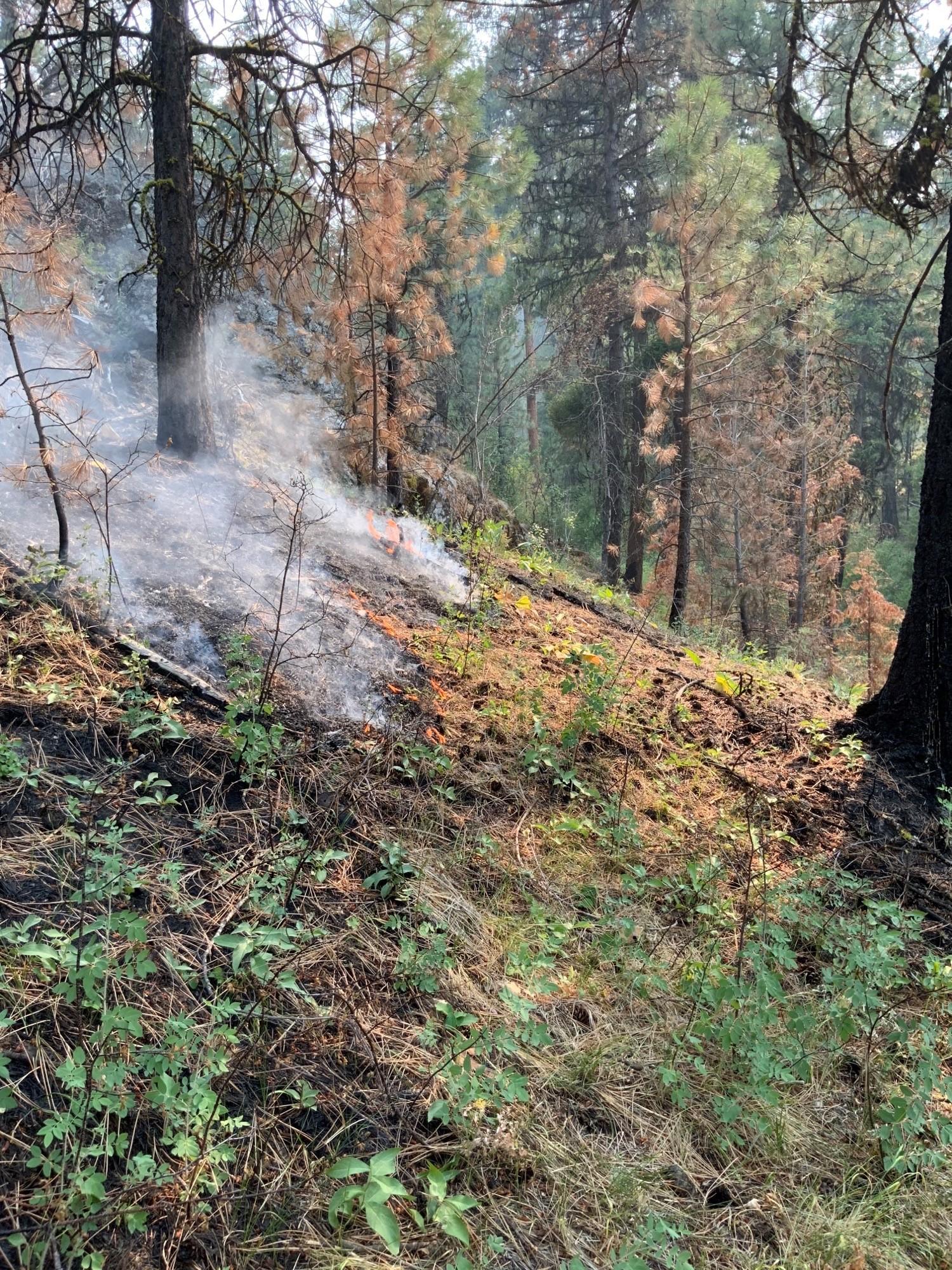 Image from Murderers Creek 6 prescribed fire area showing low burning flame.