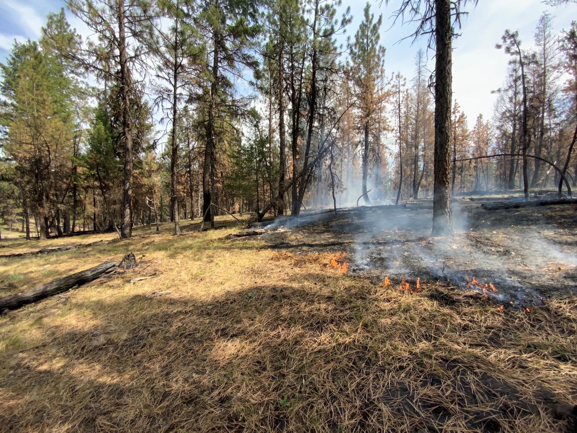 Image from Murderers Creek 6 prescribed fire area showing low burning flames.