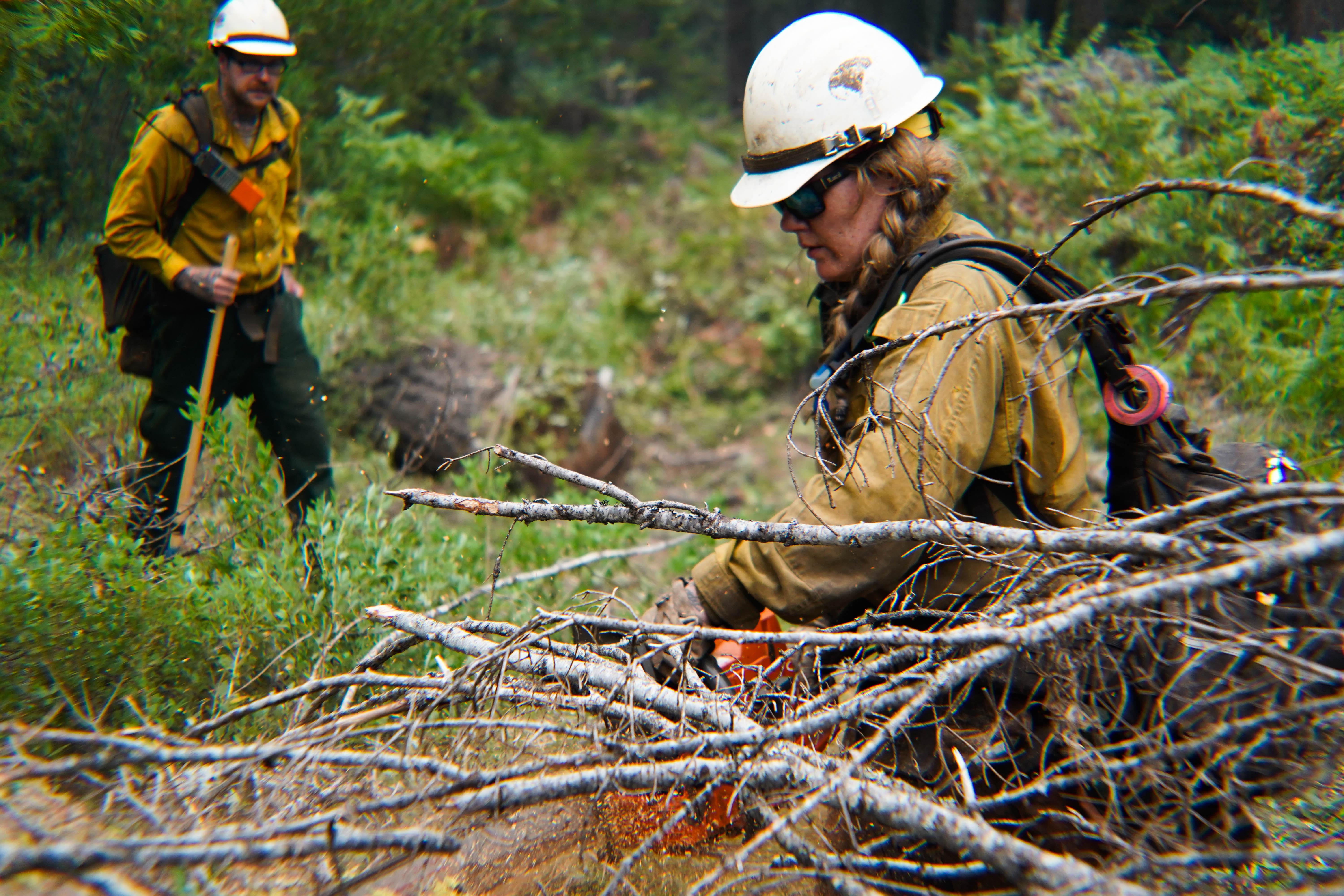 A female firefighter uses a chainsaw to clear brush in a dense forested environment.