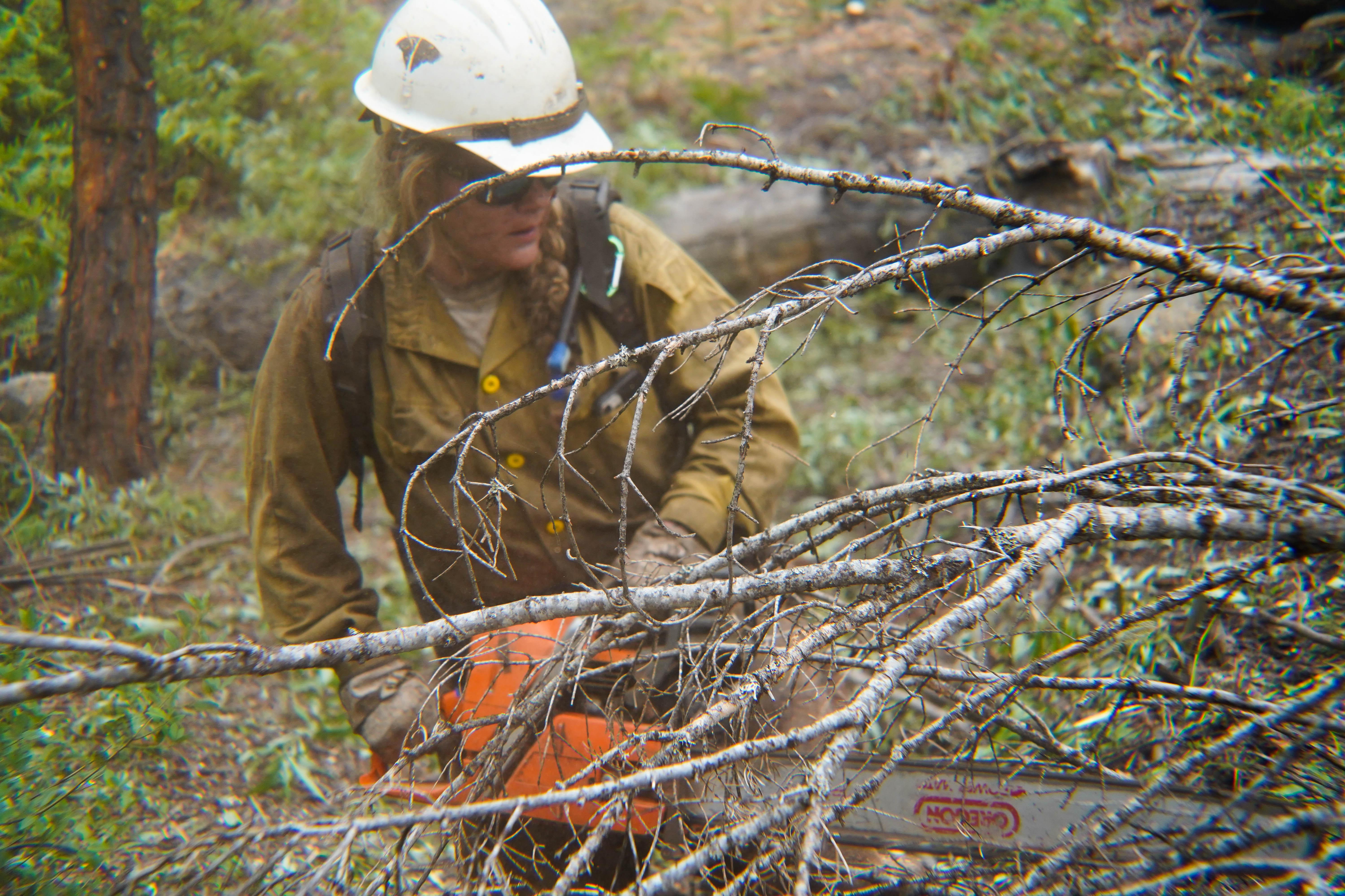 A female wildland firefighter uses a chainsaw to cut a downed pine tree as part of a structure defense operation on the River Complex Fire.