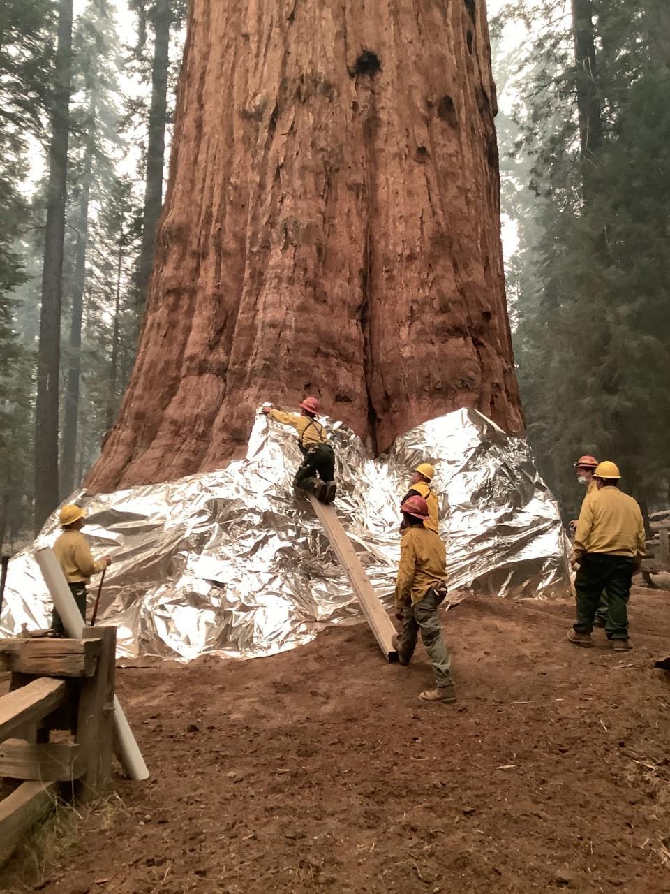 Wildland firefighters wrap an enormous red tree trunk with material that looks like aluminum foil about 7 feet high. 