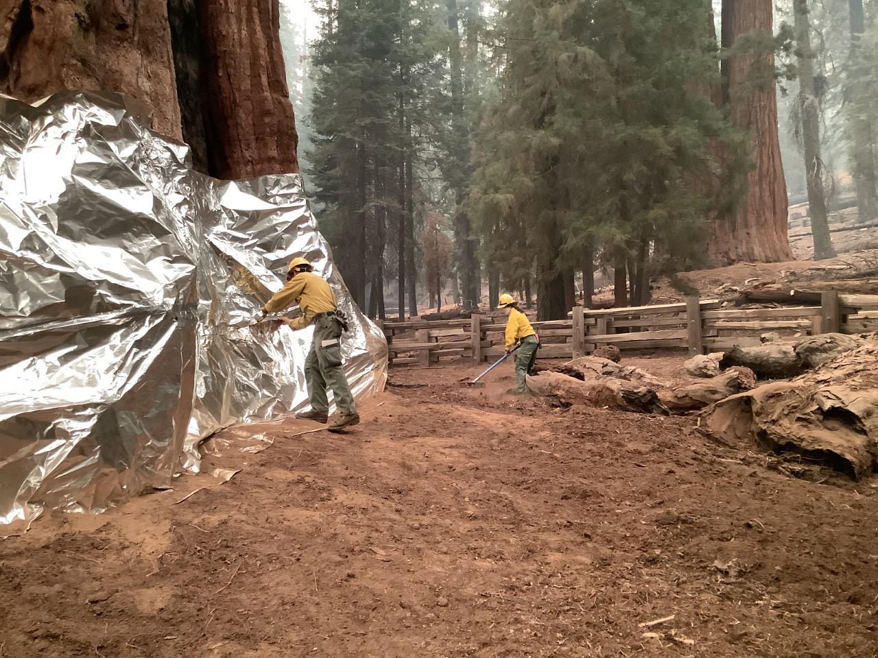 A wildland firefighter secures what looks like a huge roll of aluminum foil around the base of a huge red tree while another firefighter rakes nearby. 