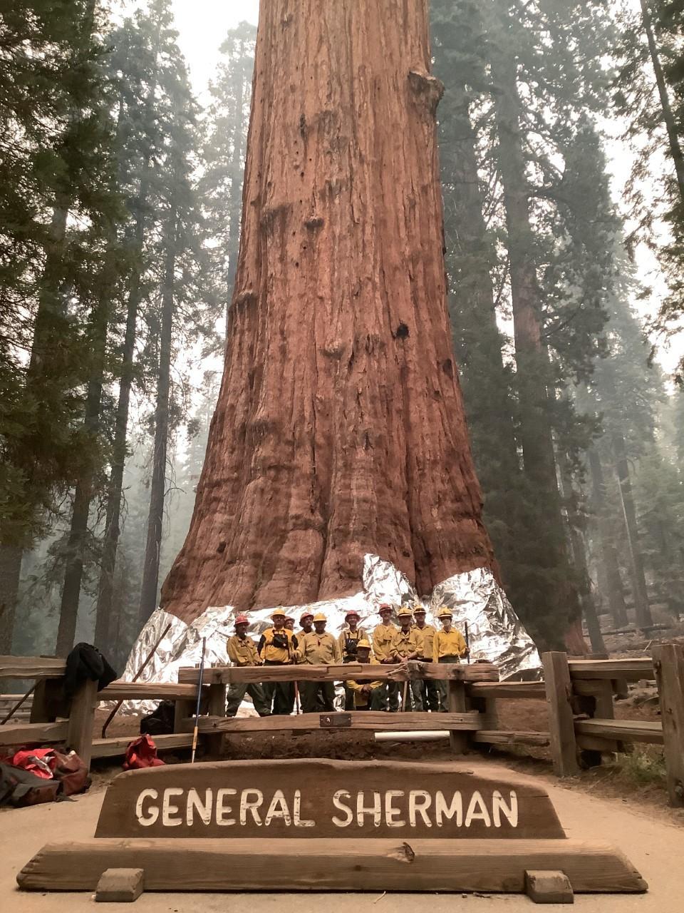 A group of wildland firefighters poses with a huge red tree wrapped in what looks like aluminum foil.