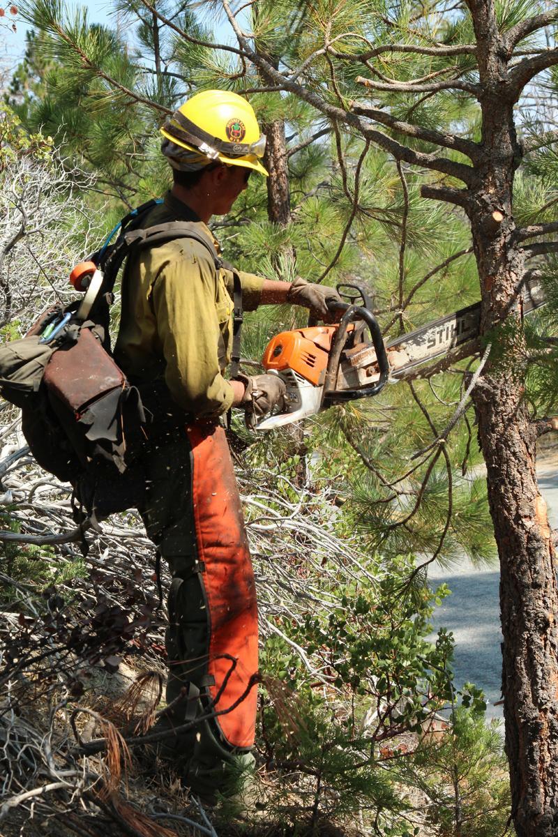 Firefighter Removes Smaller Branches From Tree. Photo: Mike McMillan - BIA