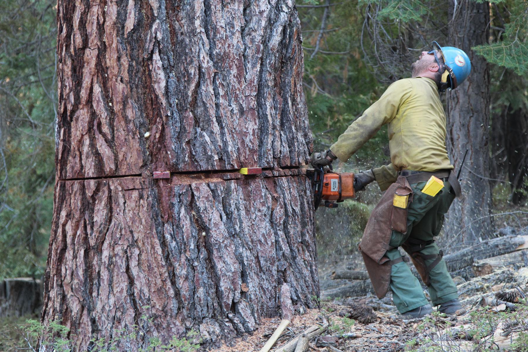 Plumas Hotshot Sawyer Back Cuts Hazard Tree Along Road 107. Photo: Mike McMillan - BIA