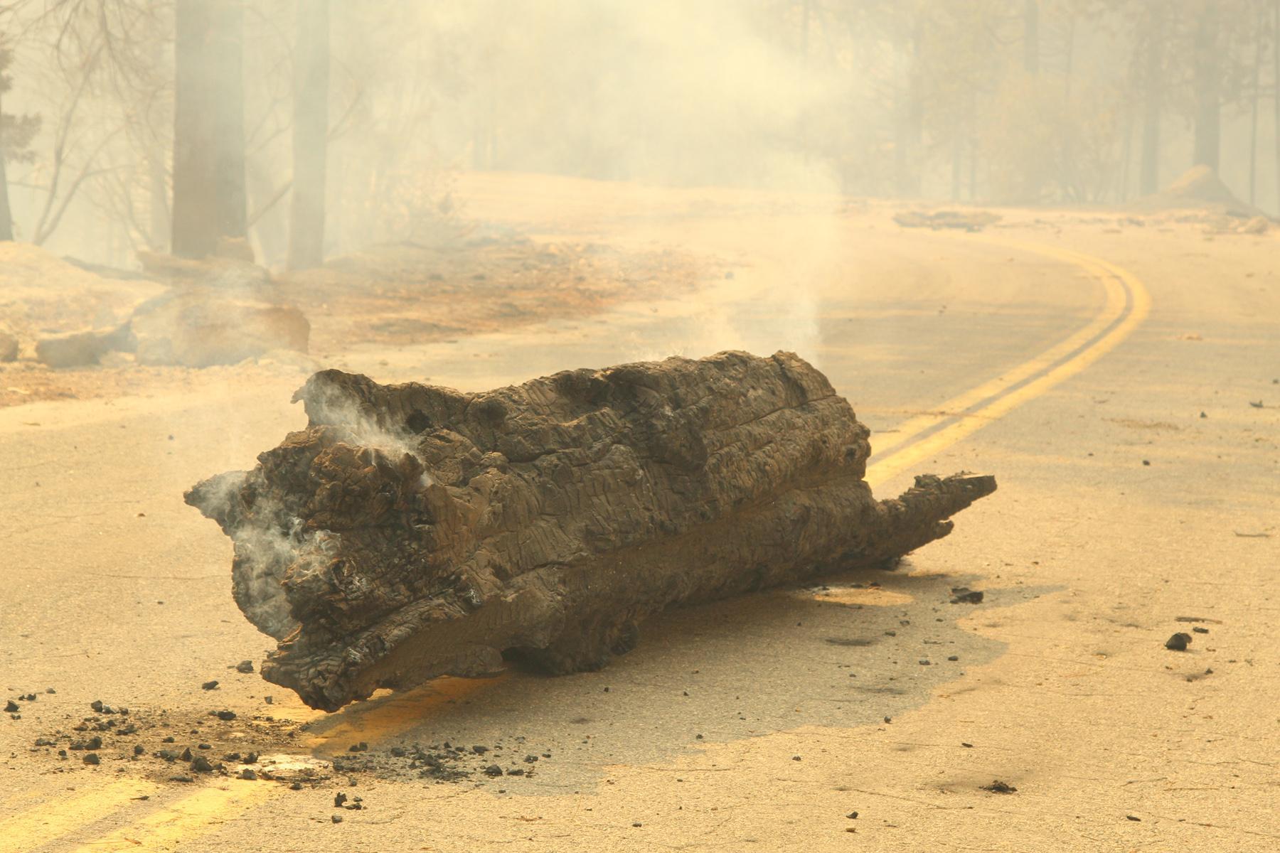 Burned Log on Road 107. Photo: Mike McMillan - BIA