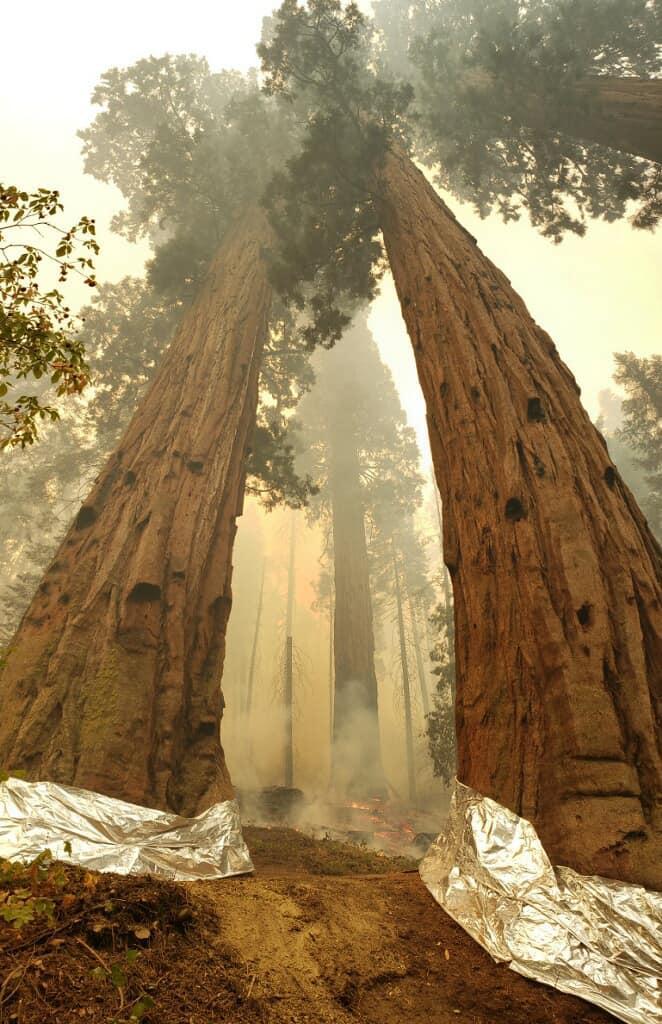 Fire creeps along the ground below gigantic reddish trees with a foil-like wrapping at the base. 