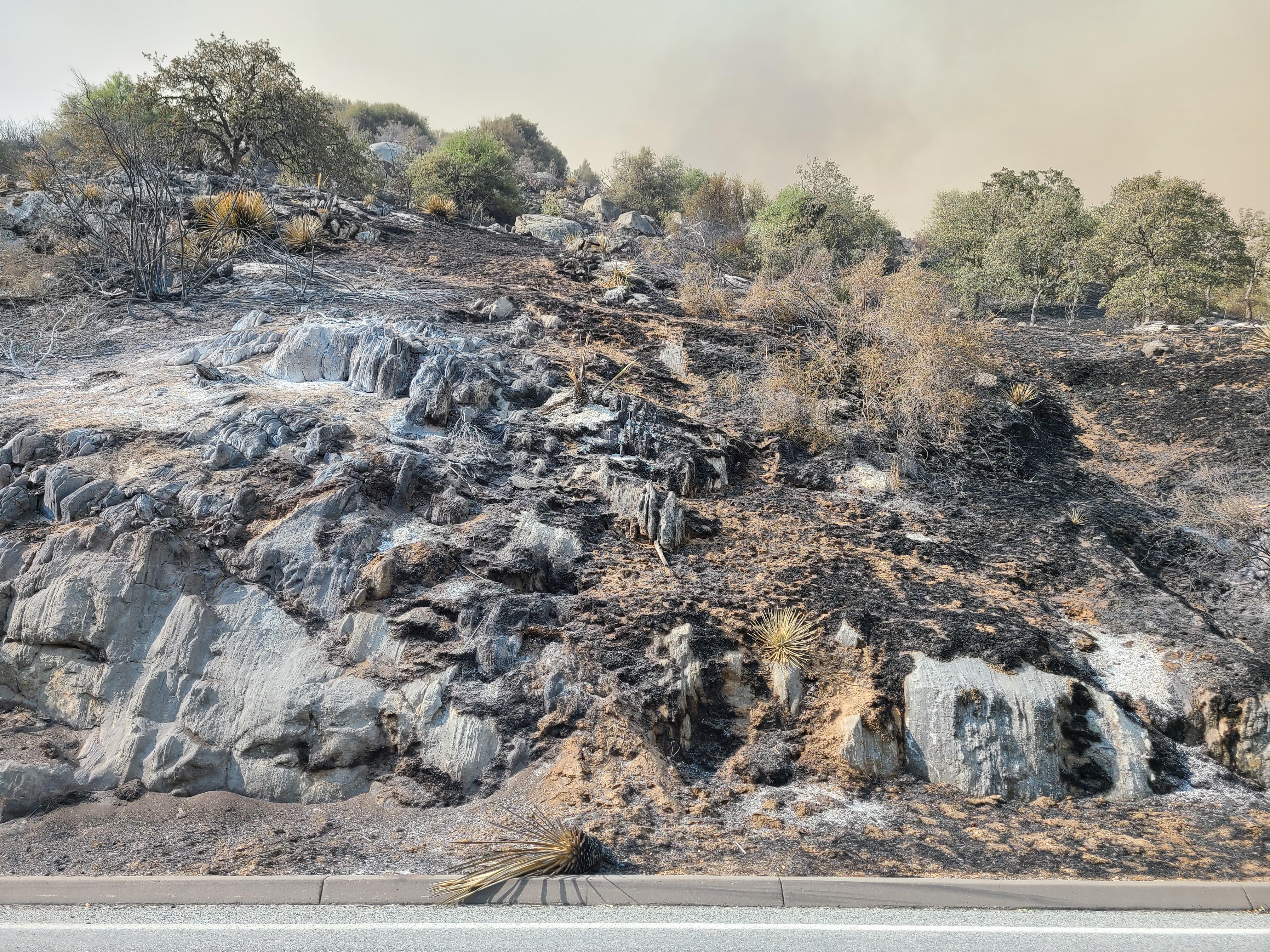 A scorched hillside with a burned yucca plant lying at the bottom