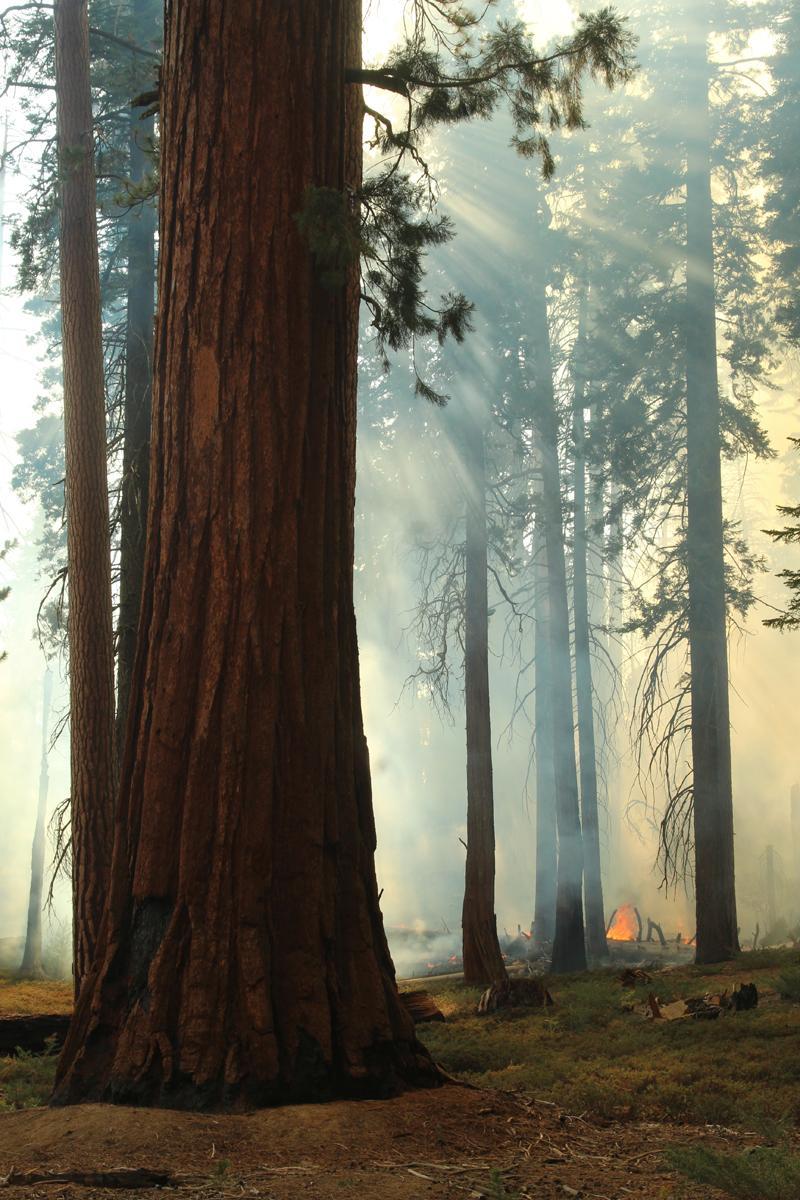 Trail of 100 Giants Tree and Smoke. Photo: Mike McMillan - BIA