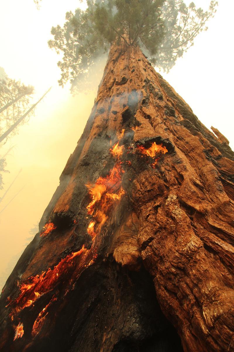 Flames Spread Up Trail of 100 Giants Tree. Photo #1. (The flames were put out by firefighters using hoses.) Photo: Mike McMillan