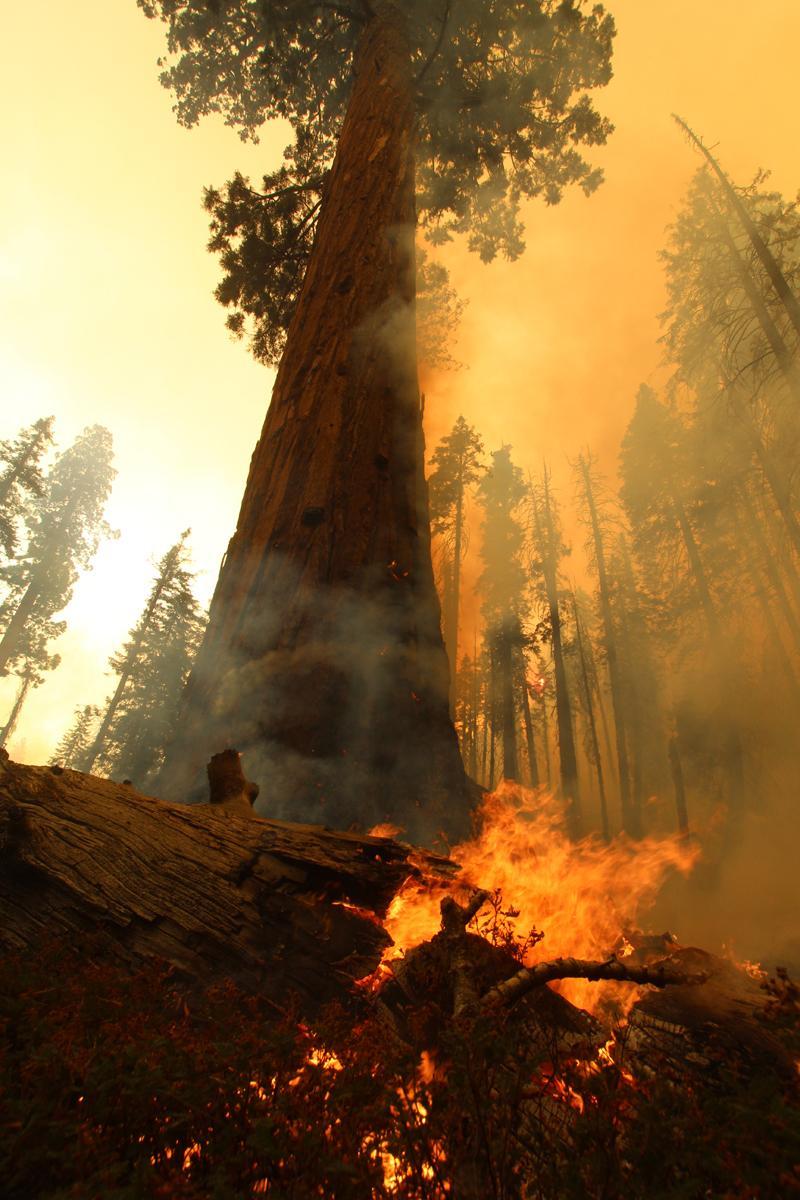 Flames at Base of Trail of 100 Giants Tree. Photo #1. Photo: Mike McMillan - BIA