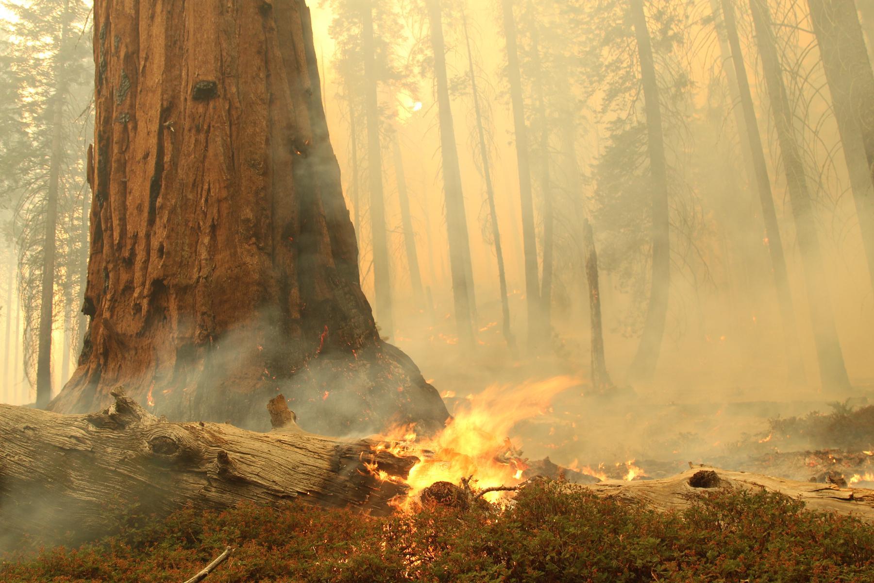 Flames at Base of Trail of 100 Giants Tree. Photo #2. Photo: Mike McMillan - BIA