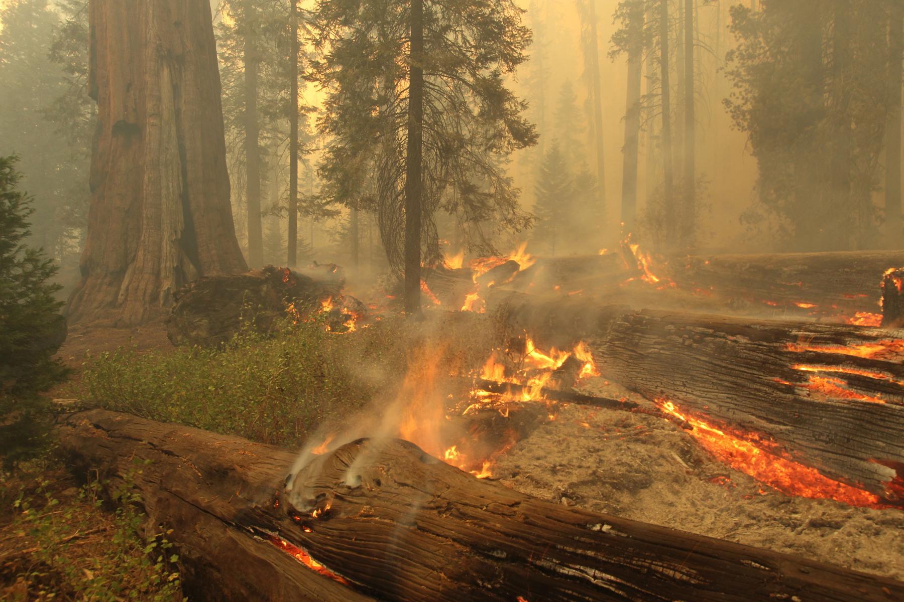 Fire Along the Trail of 100 Giants. Photo #1. Photo: Mike McMillan - BIA