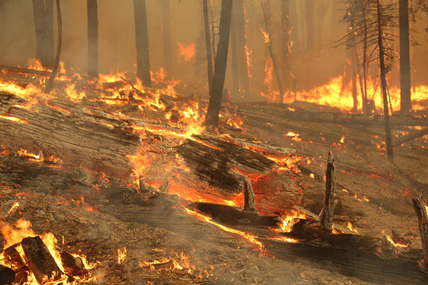 Heavy Ground Fuels Burn Above Trail of 100 Giants. Photo #1. Photo: Mike McMillan - BIA