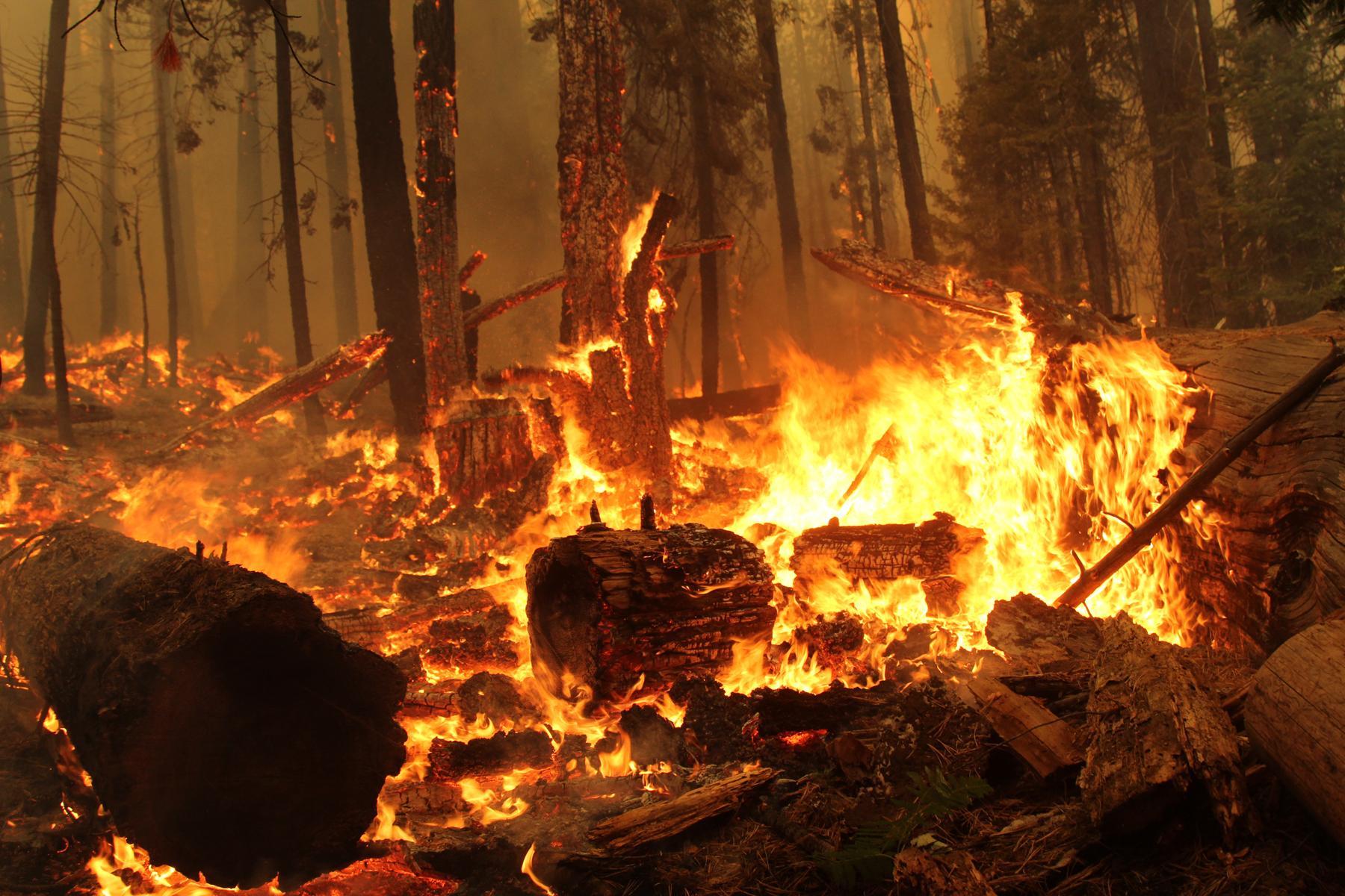 Heavy Ground Fuels Burn Above Trail of 100 Giants. Photo #2. Photo: Mike McMillan - BIA