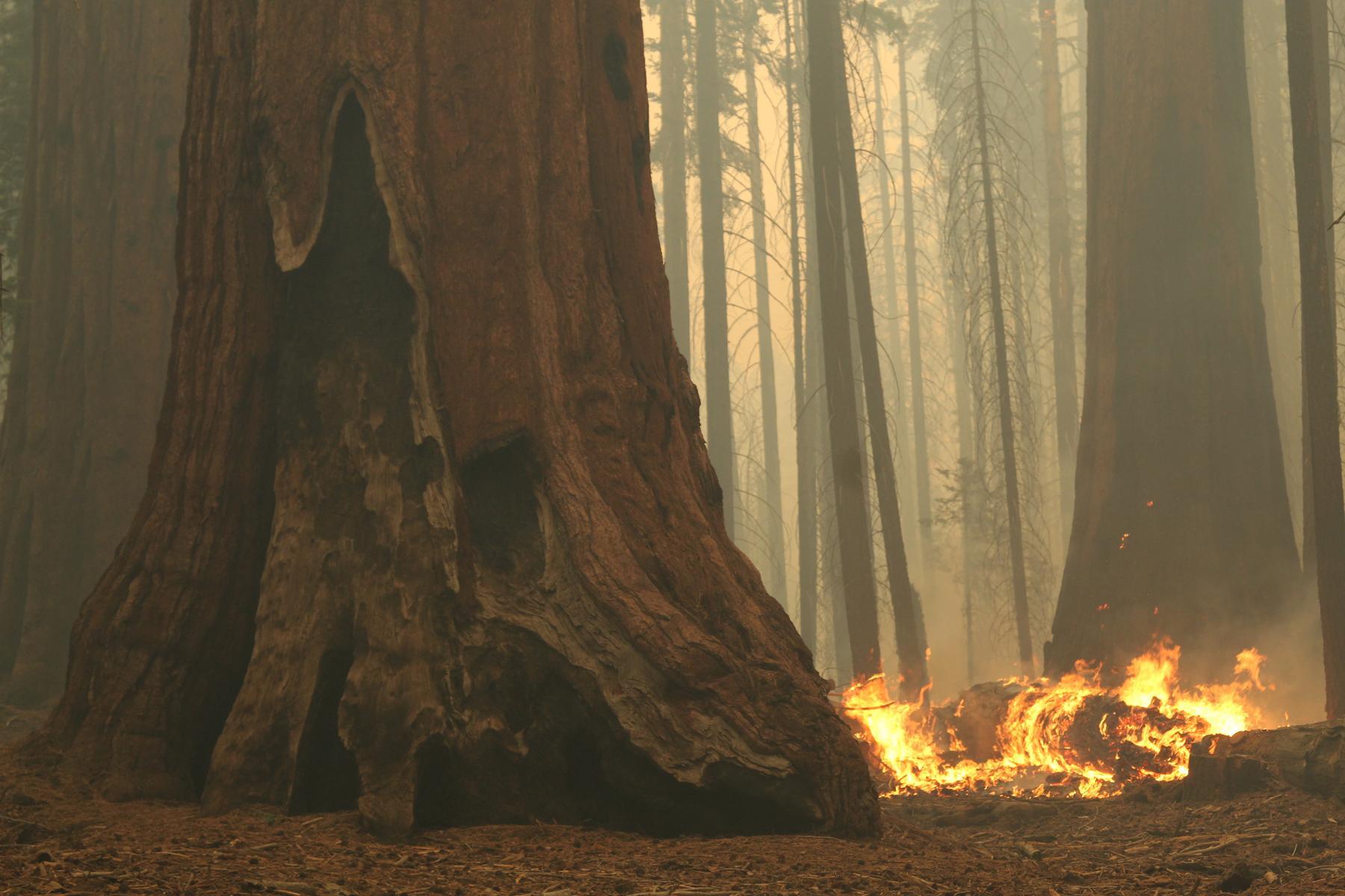 Logs Burn Between Giant Sequoias. Photo: Mike McMillan - BIA