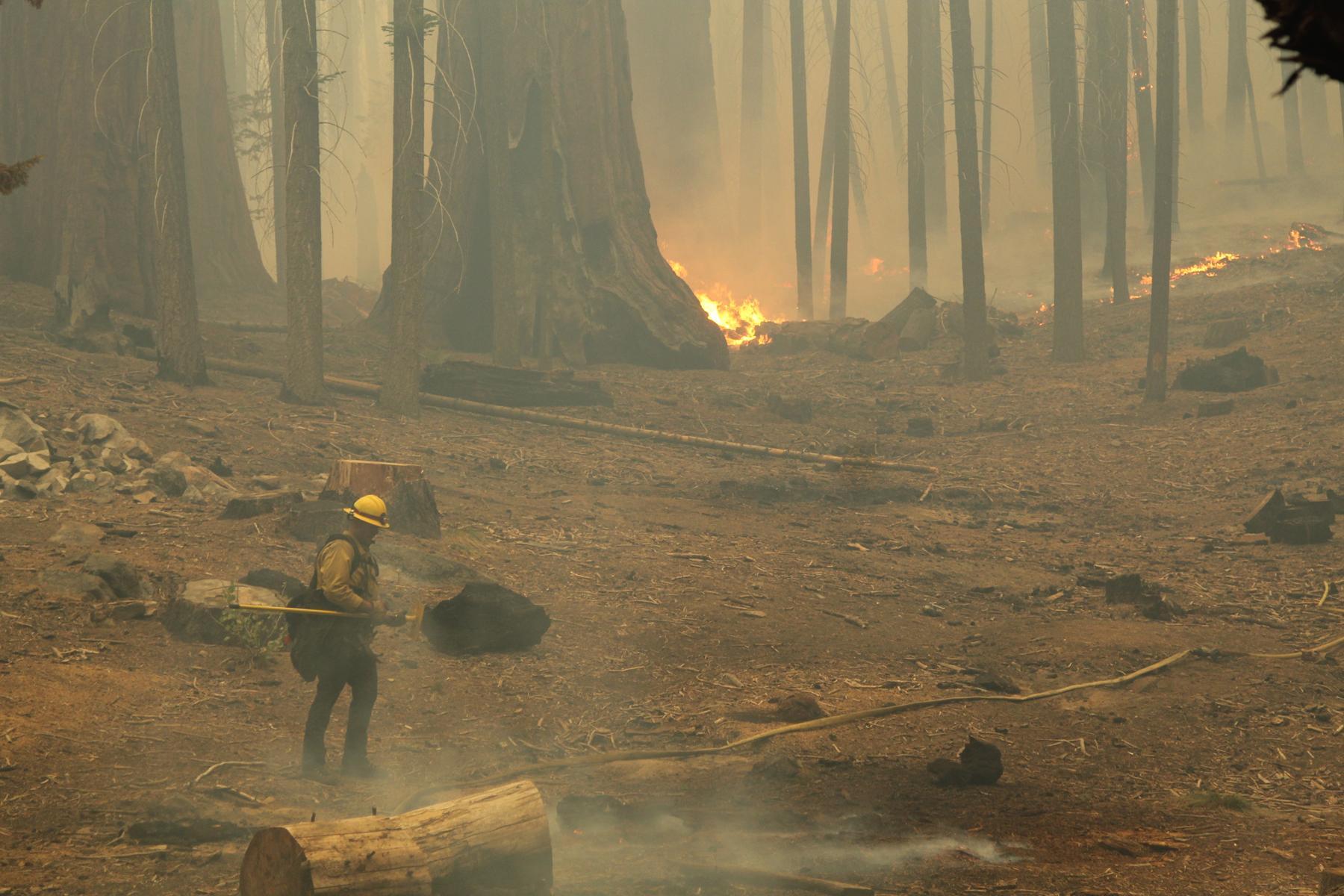 Firefighter Walks Among Giant Sequoias. Photo: Mike McMillan - BIA