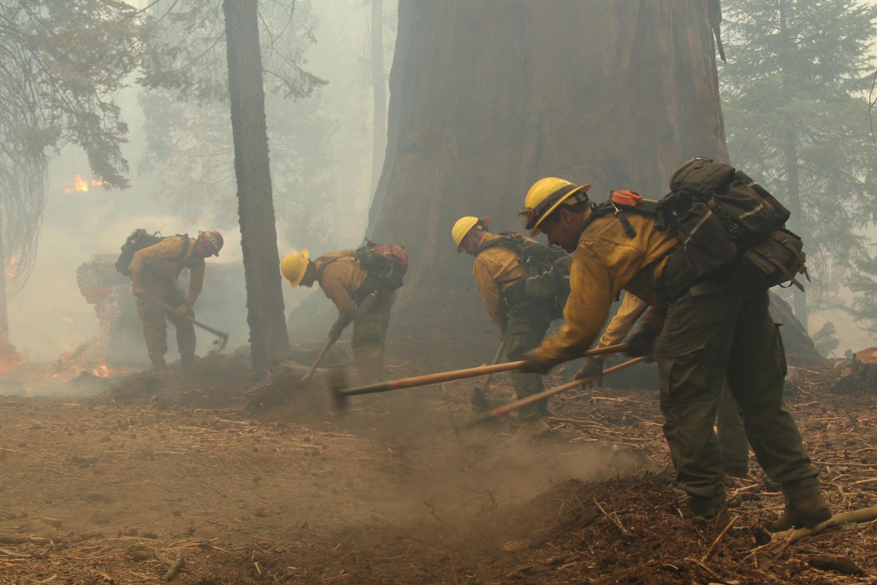 Firefighters Scrape Around Giant Sequoia. Photo: Mike McMillan - BIA