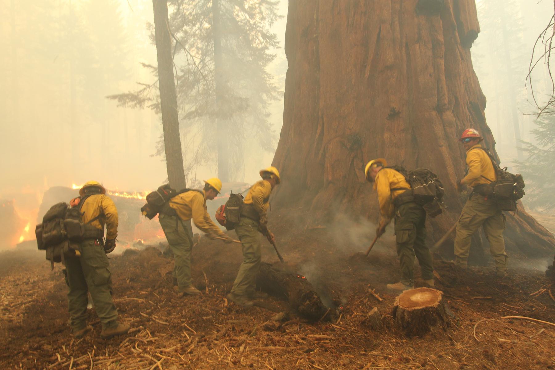 Firefighters Scrape Duff Around Giant Sequoia. Photo: Mike McMillan - BIA